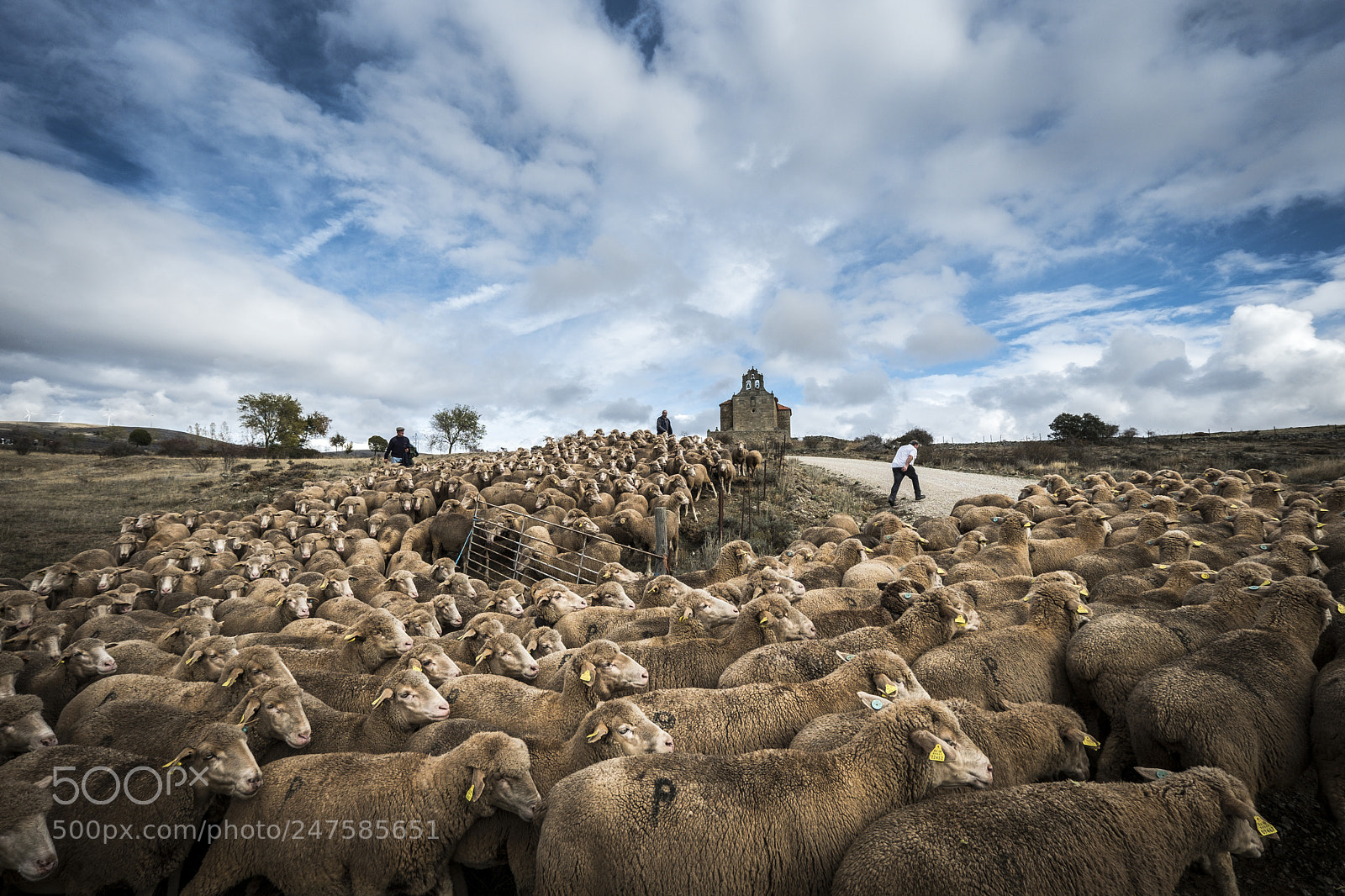 Fujifilm X-T2 sample photo. Sheeps in the countryside photography