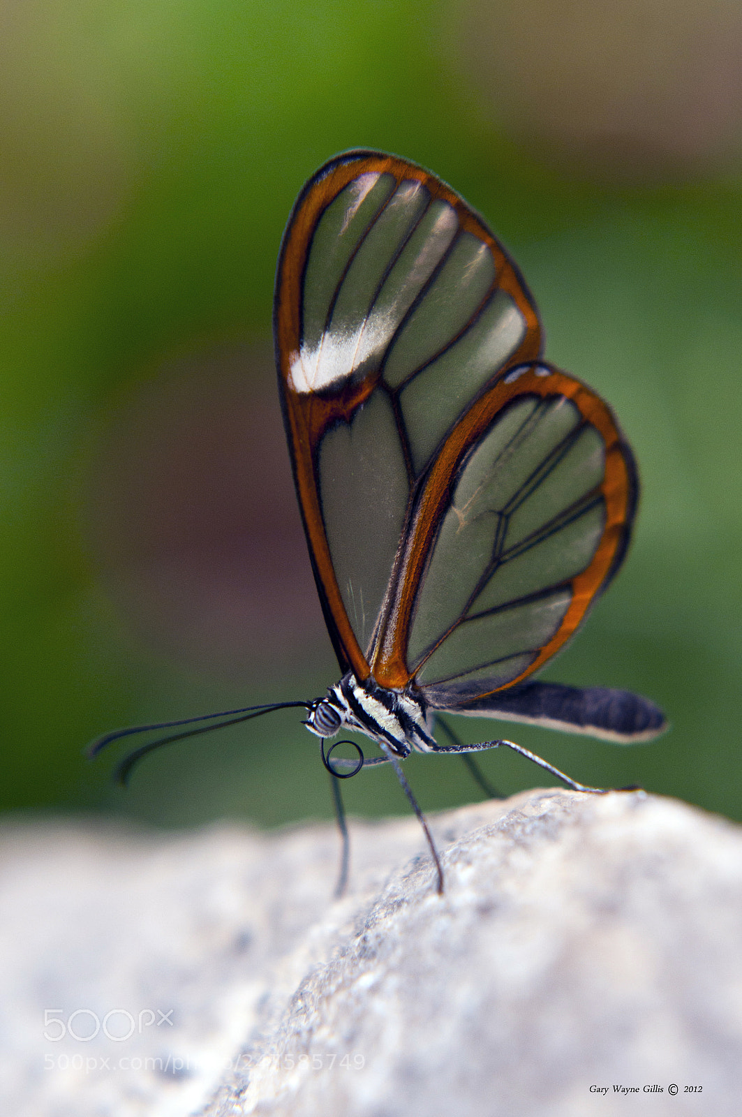 Nikon D300 sample photo. Clearwing butterfly photography