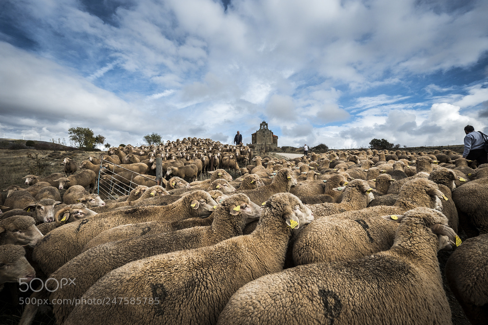 Fujifilm X-T2 sample photo. Sheeps in the countryside photography