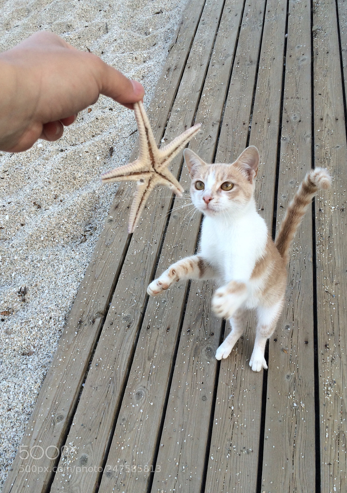Apple iPhone 5s sample photo. Cat and seastar photography