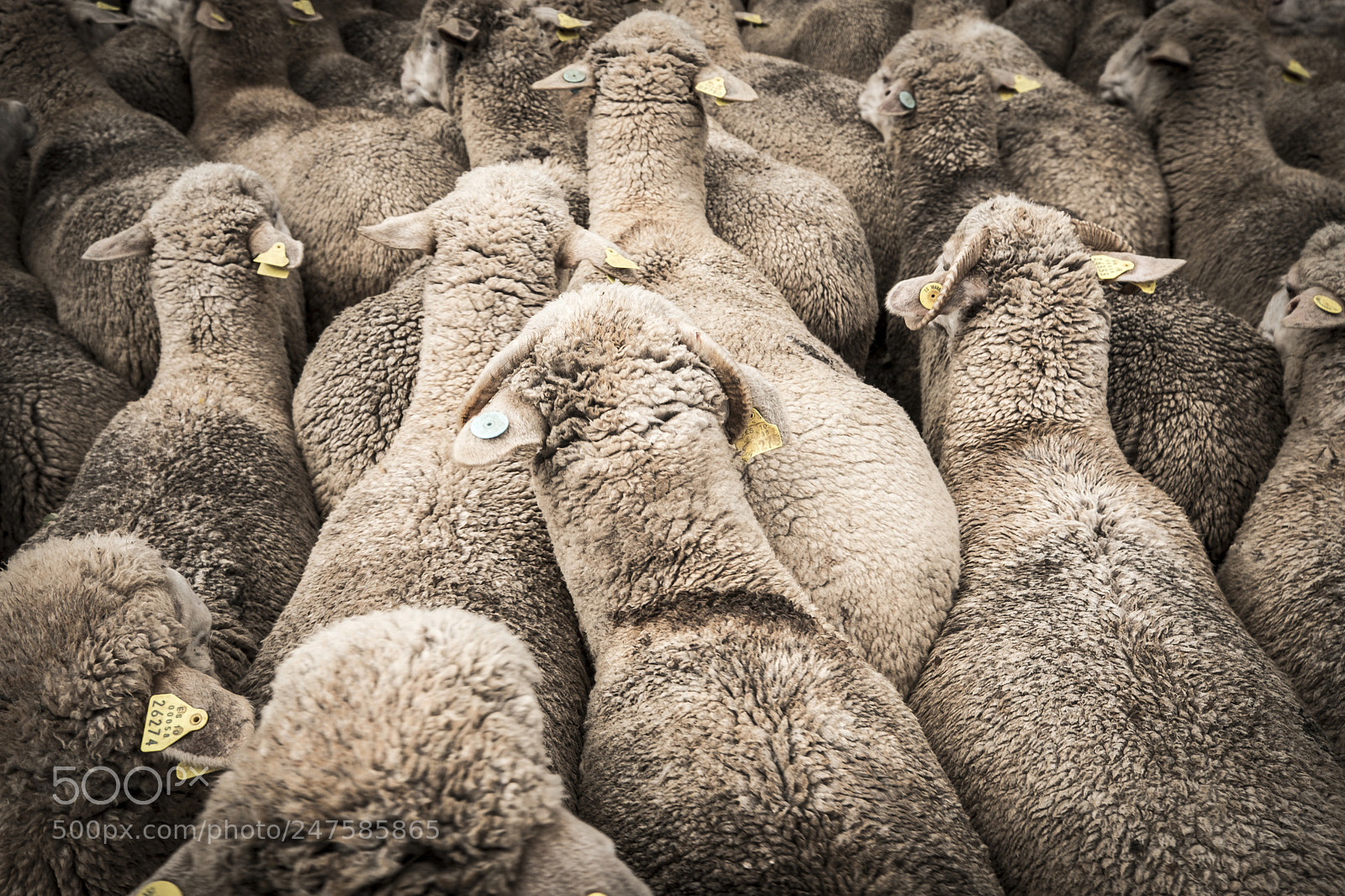 Fujifilm X-T2 sample photo. Sheeps in the countryside photography