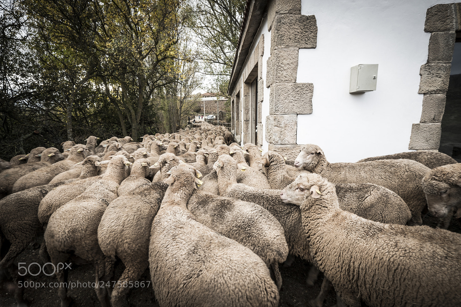 Fujifilm X-T2 sample photo. Sheeps in the countryside photography