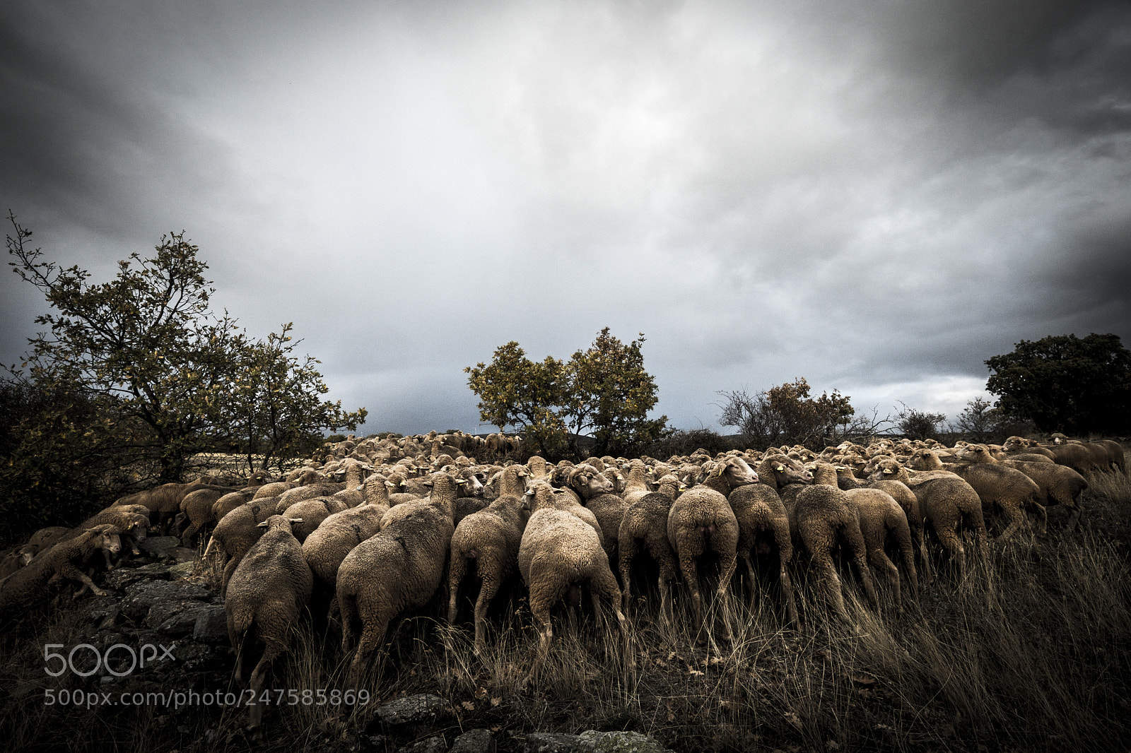 Fujifilm X-T2 sample photo. Sheeps in the countryside photography