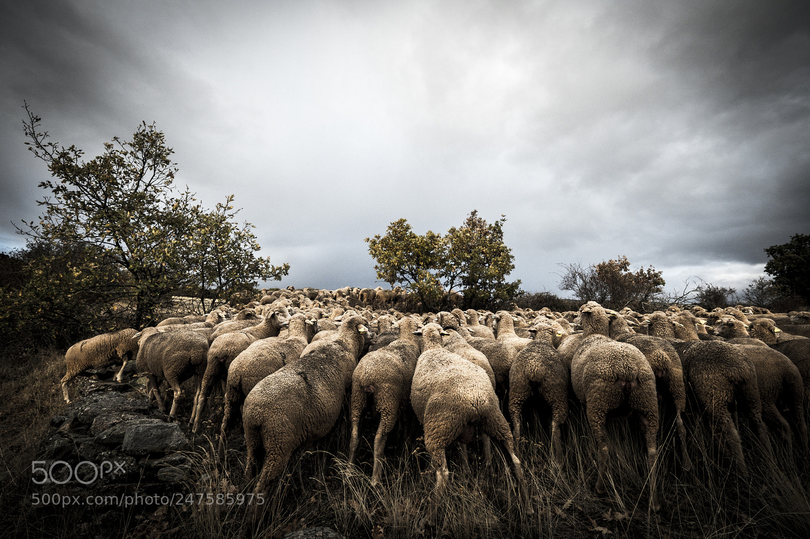 Fujifilm X-T2 sample photo. Sheeps in the countryside photography