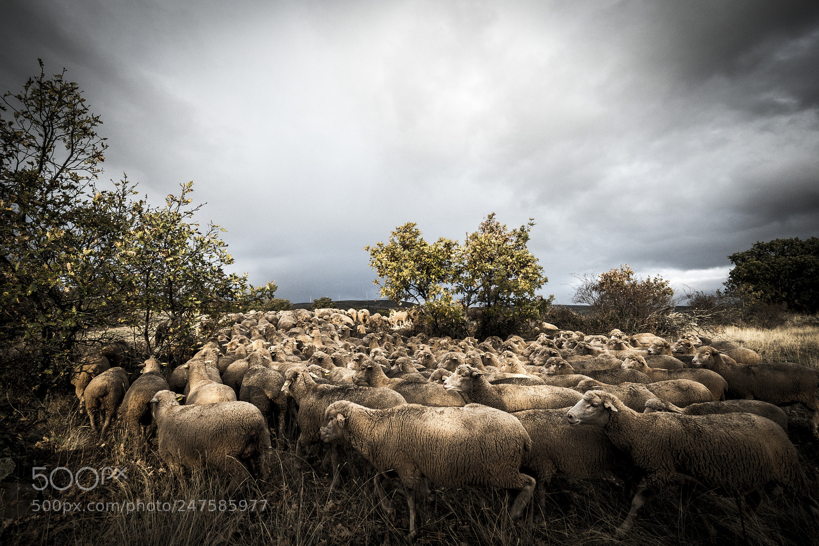 Fujifilm X-T2 sample photo. Sheeps in the countryside photography