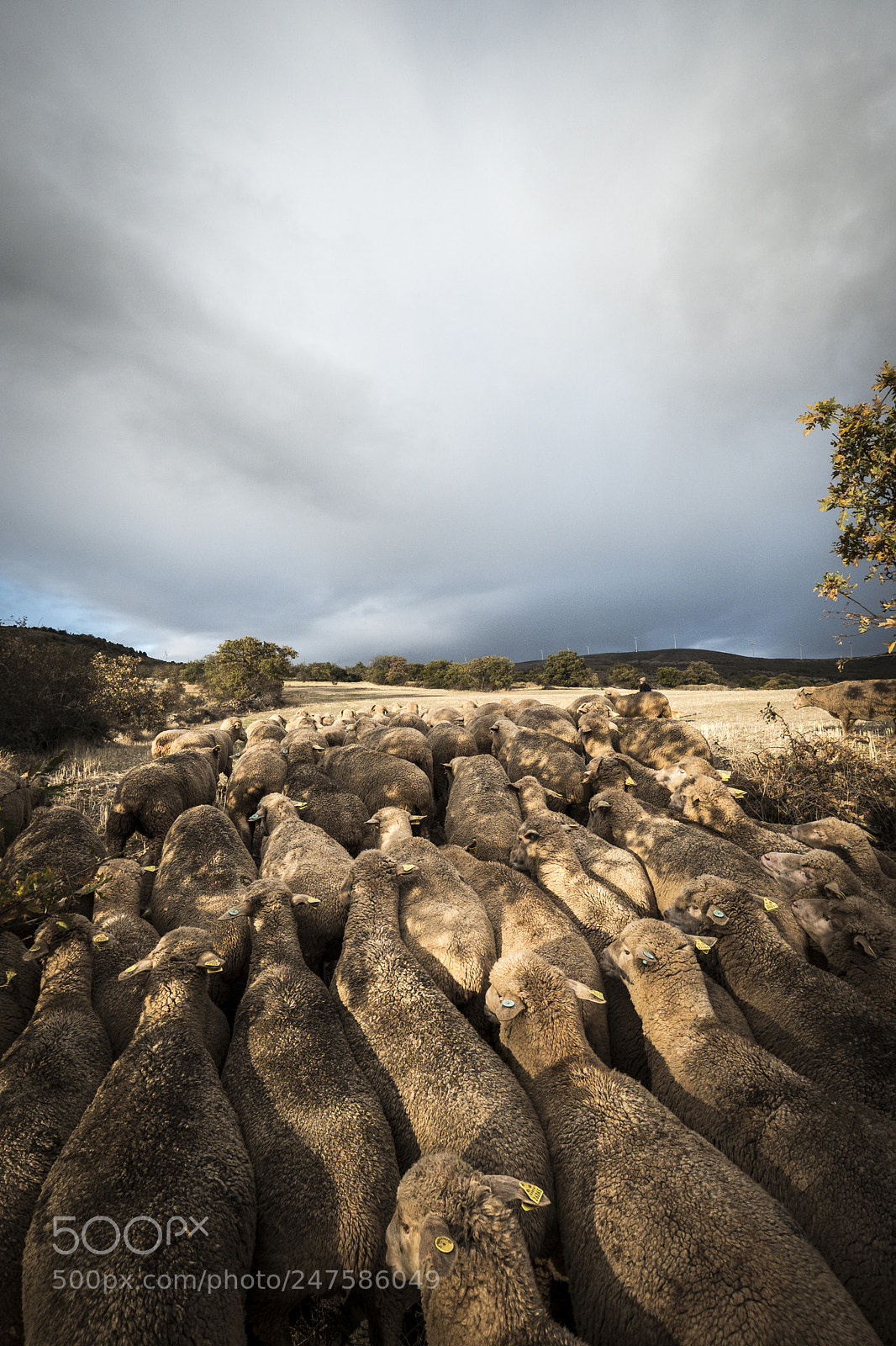Fujifilm X-T2 sample photo. Sheeps in the countryside photography