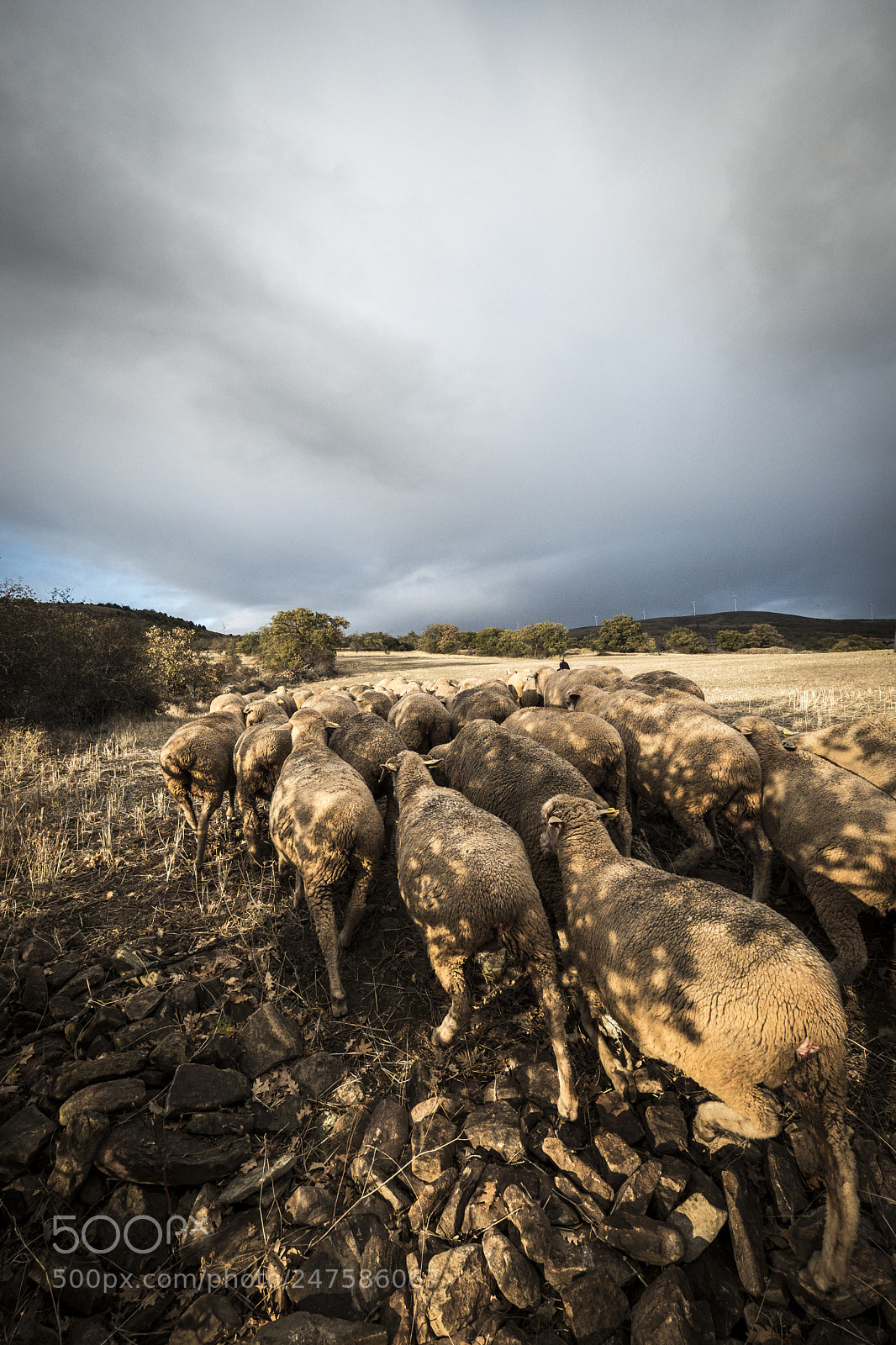 Fujifilm X-T2 sample photo. Sheeps in the countryside photography