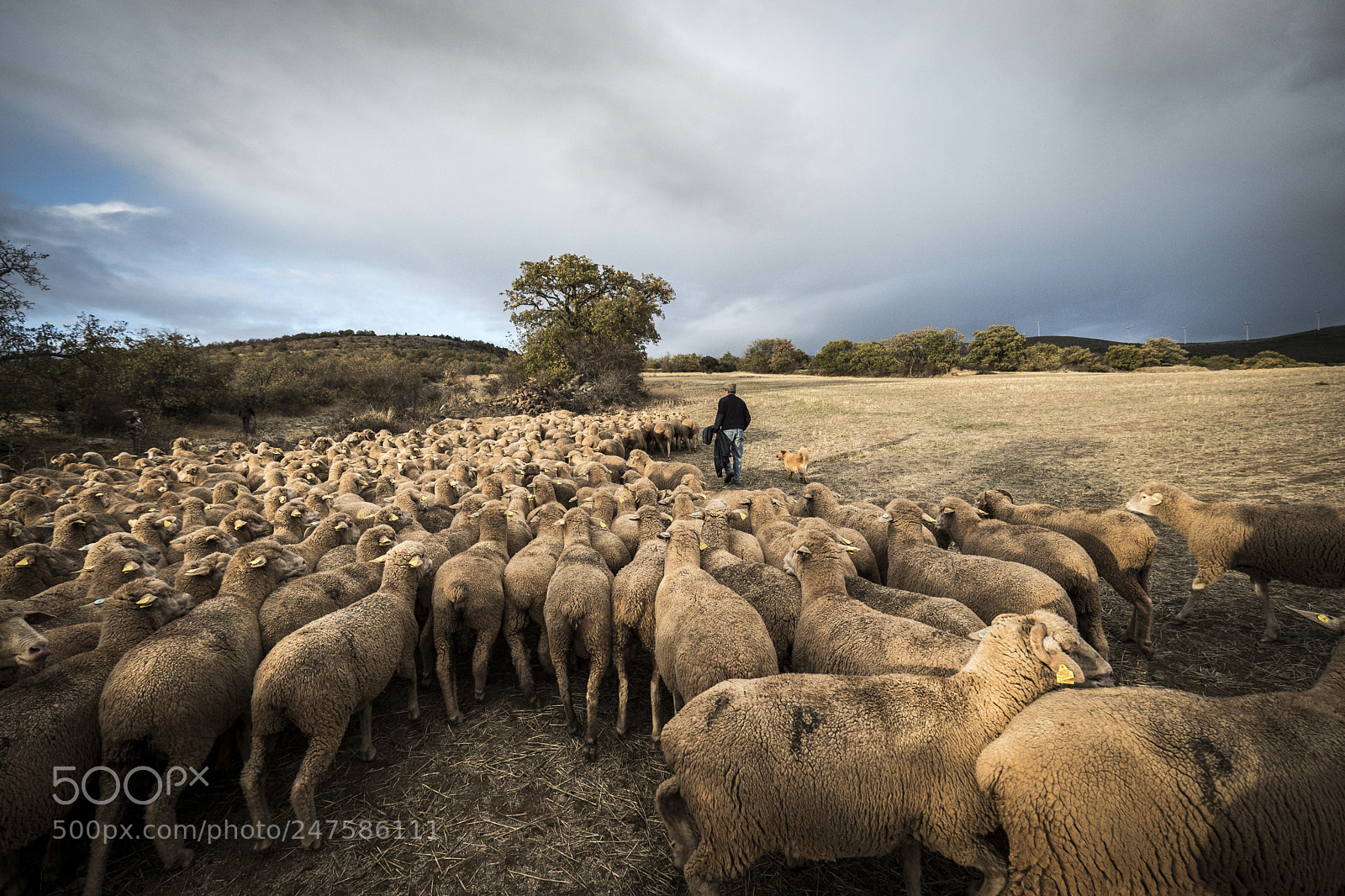Fujifilm X-T2 sample photo. Sheeps in the countryside photography