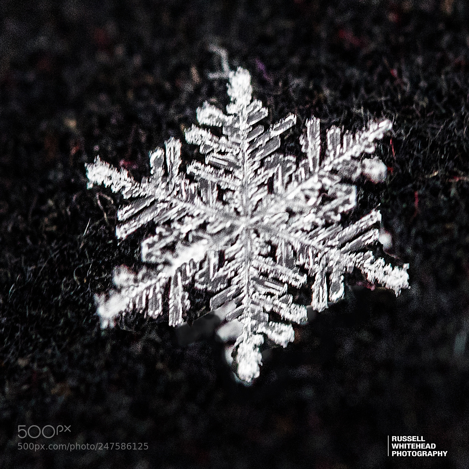Nikon D810 sample photo. My snowflake photography