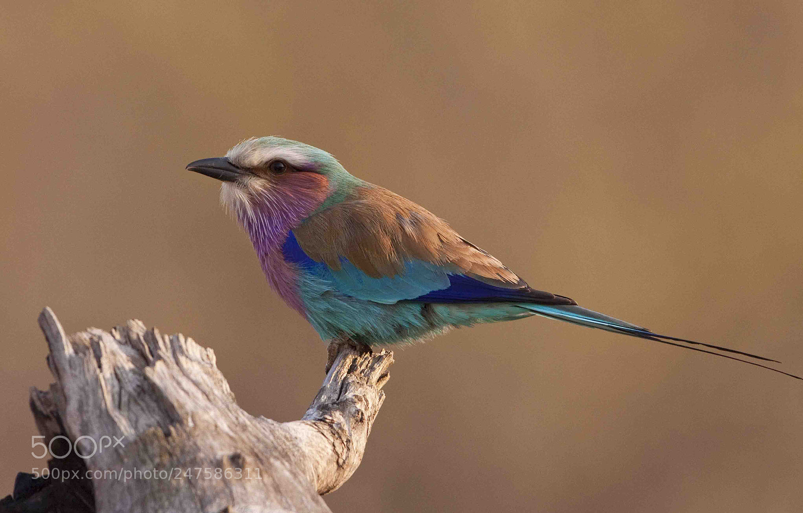 Canon EOS 50D sample photo. Lilac-breasted roller , perched photography