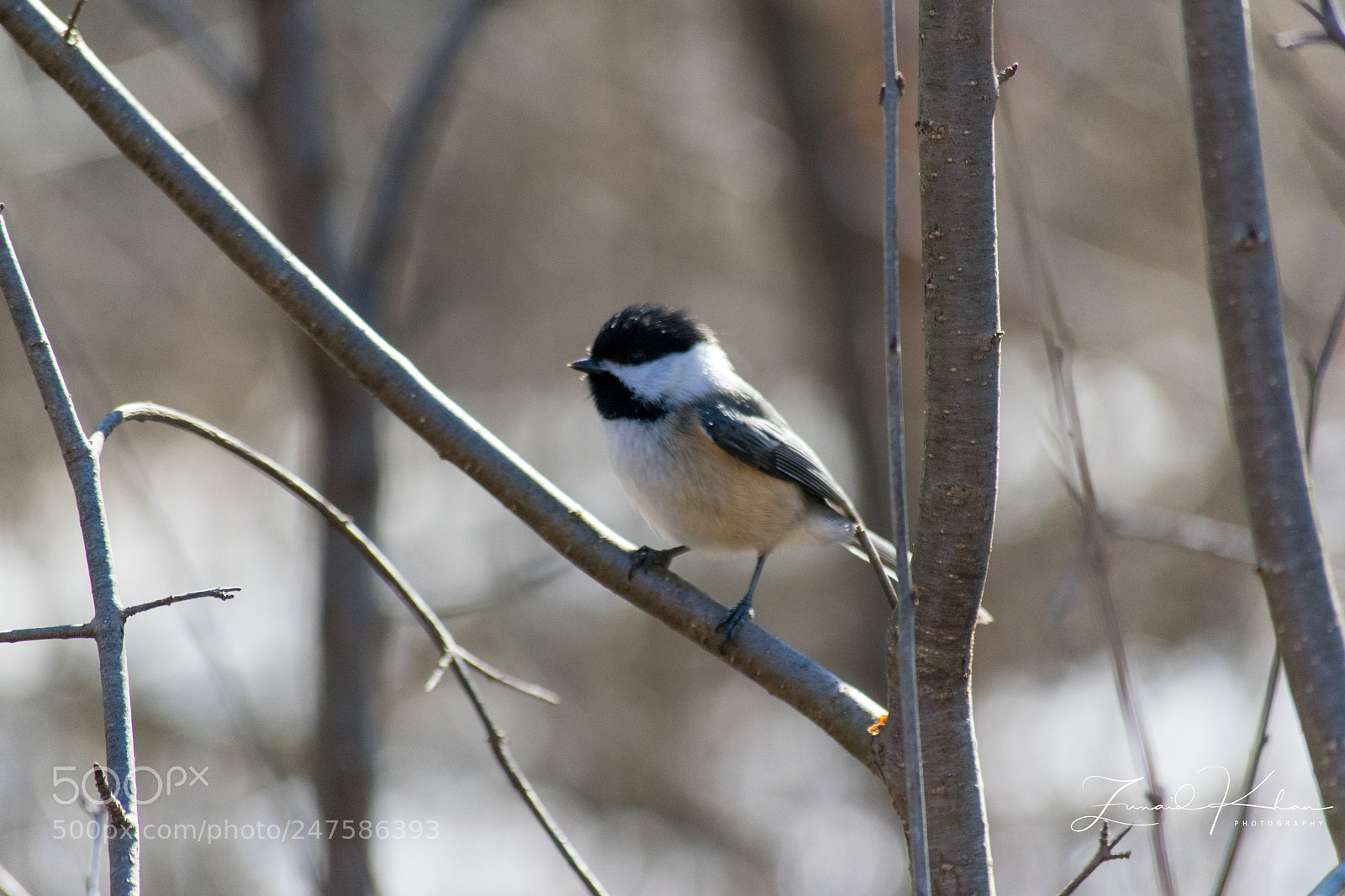 Nikon D3400 sample photo. Black-capped chickadee photography