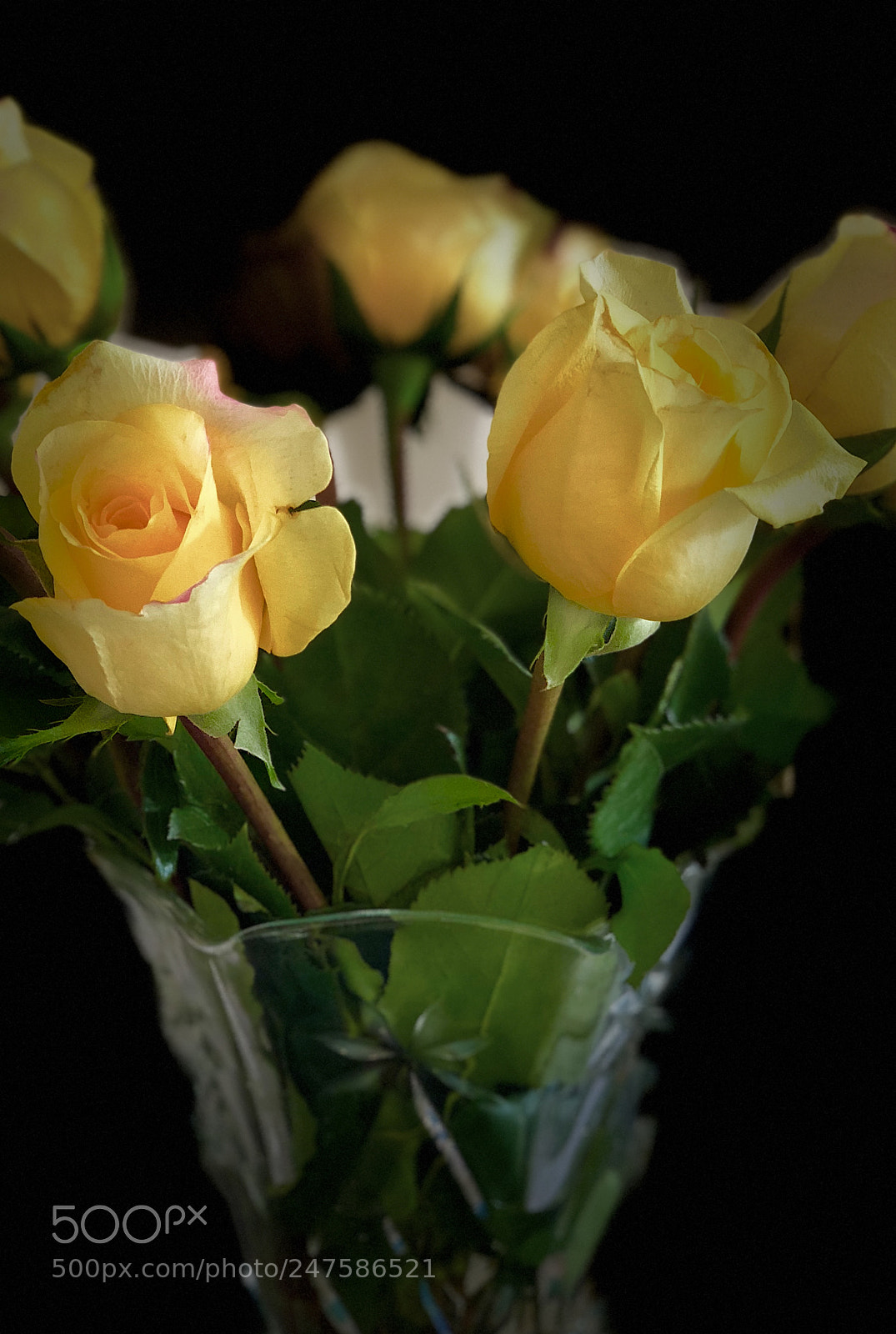 Apple iPhone X sample photo. Yellow roses photography