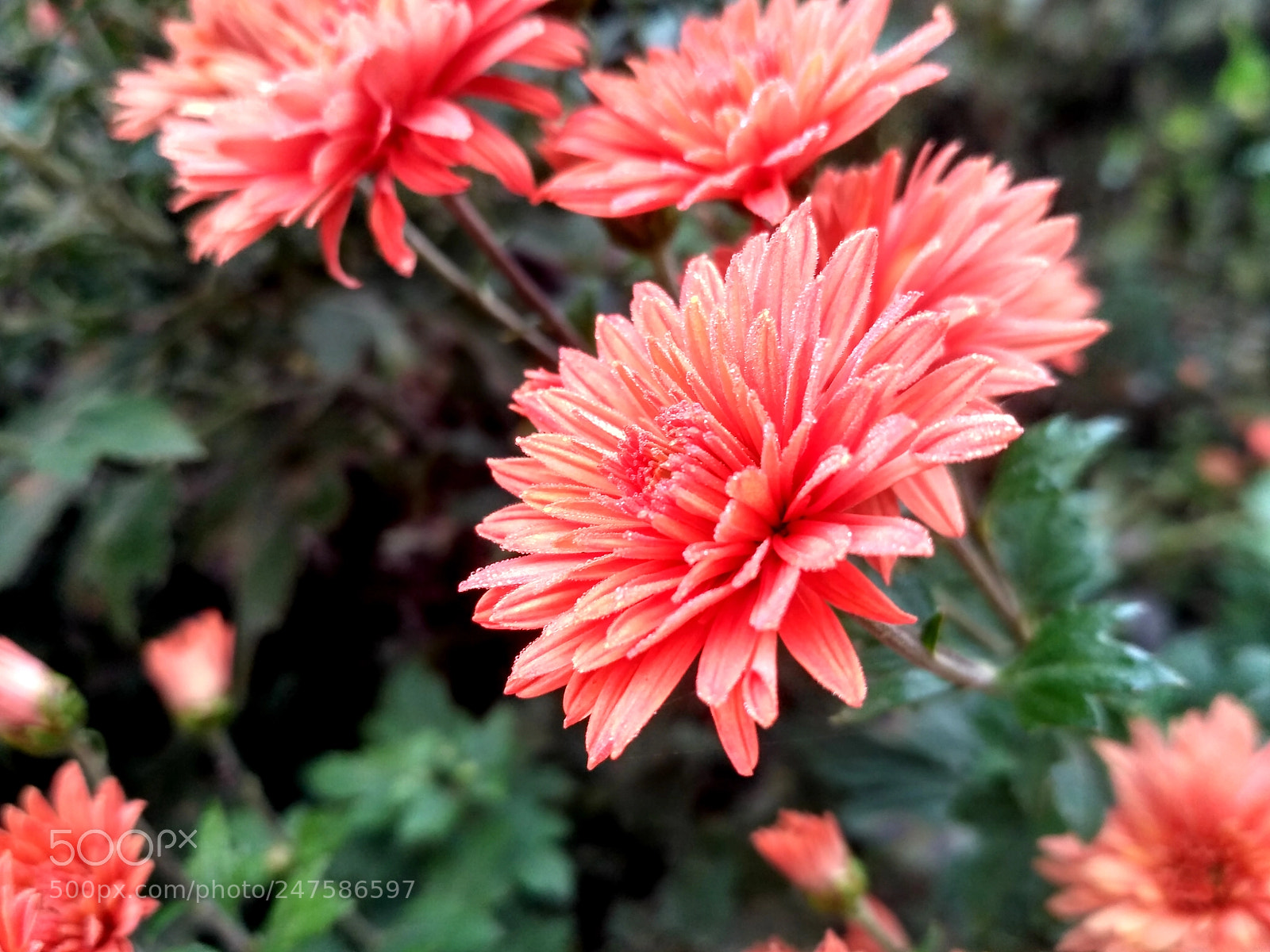 Xiaomi Redmi 3S sample photo. 1.jpg photography