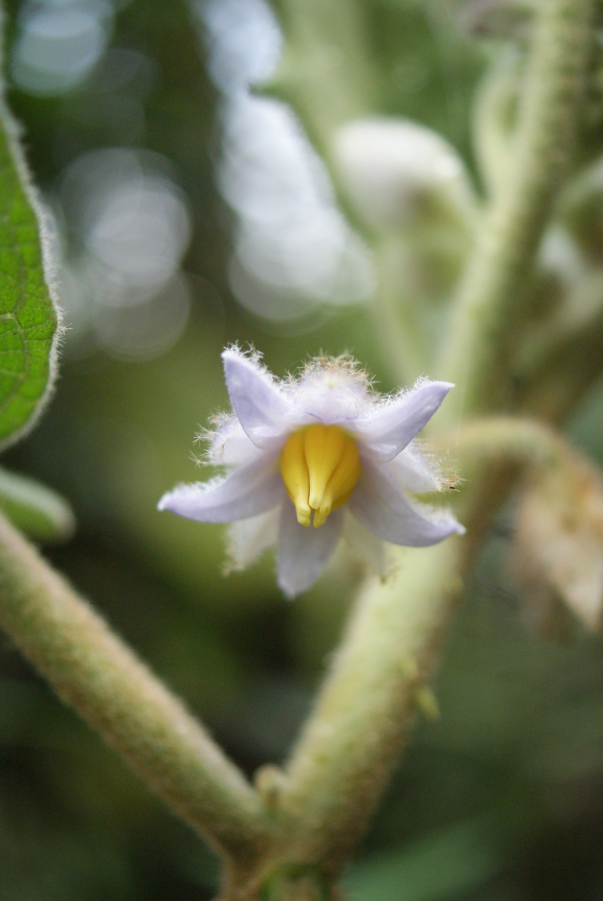 Sony Alpha DSLR-A330 + Sony DT 30mm F2.8 Macro SAM sample photo. Pequeña belleza photography