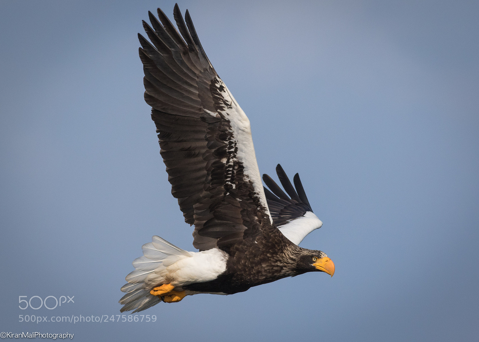Canon EOS 7D Mark II sample photo. Steller sea eagle in photography