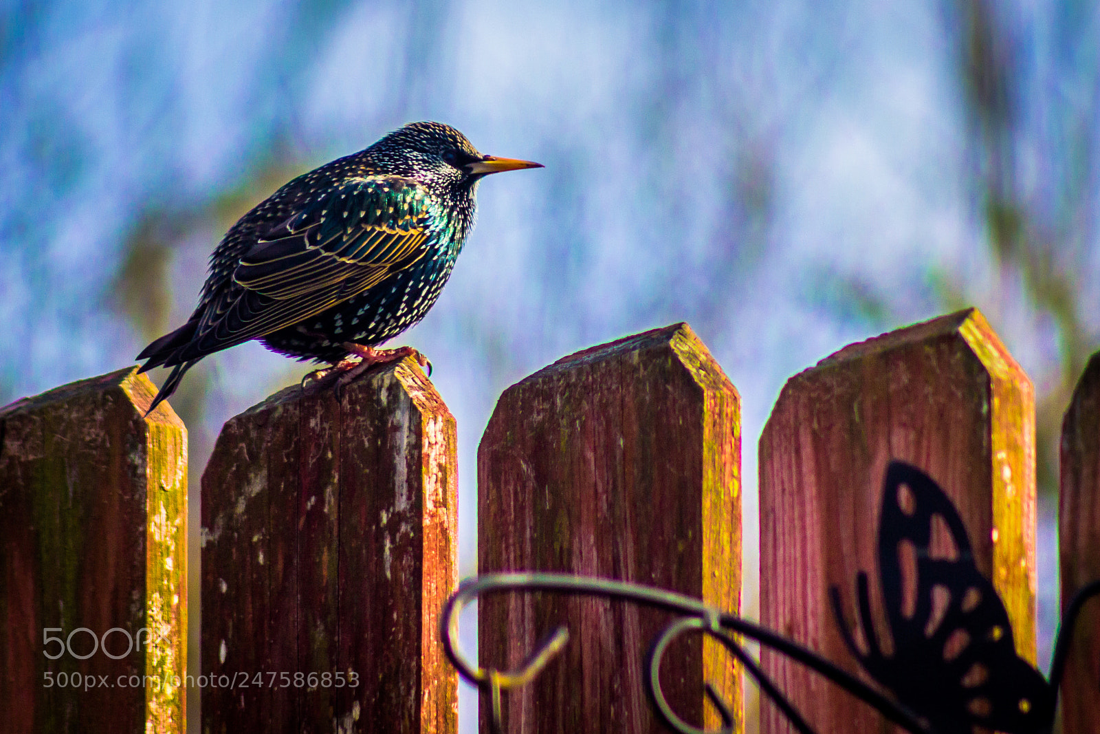 Canon EOS 600D (Rebel EOS T3i / EOS Kiss X5) sample photo. Starling photography