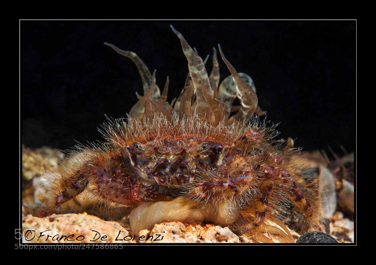 Nikon D700 sample photo. Crab hidden under an photography