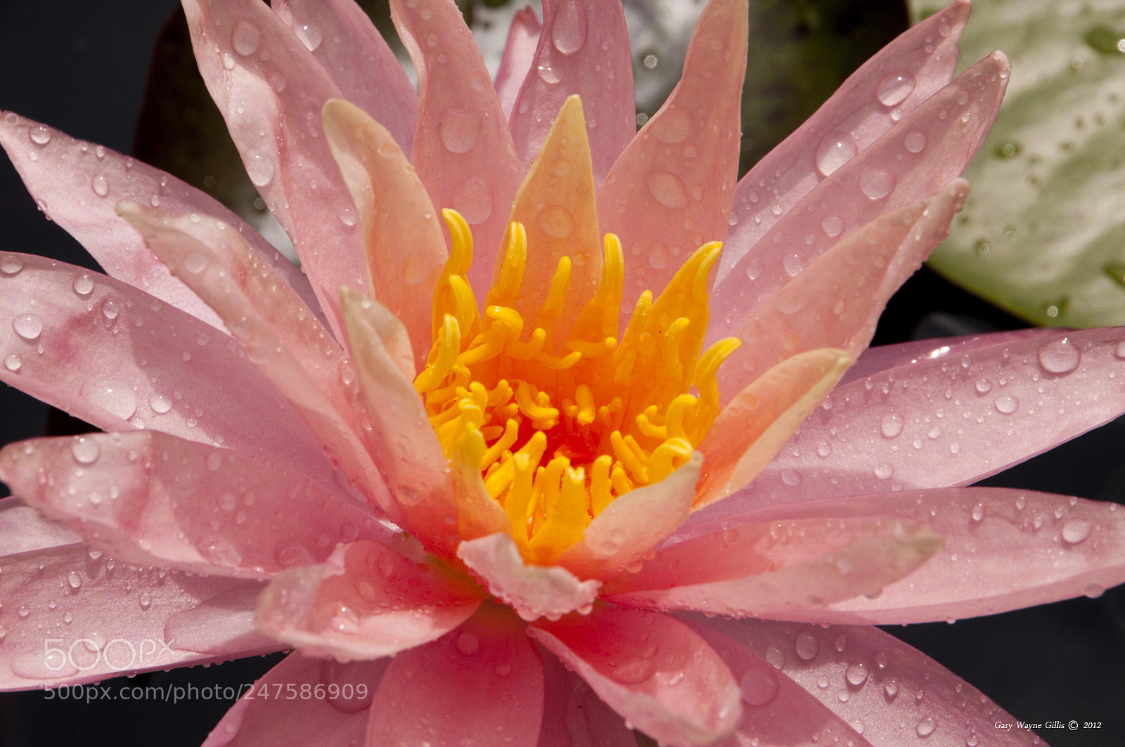 Nikon D300 sample photo. Wet water lily photography