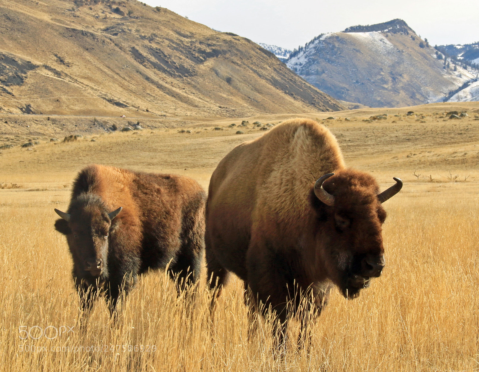 Canon EOS 7D Mark II sample photo. Home on the range photography