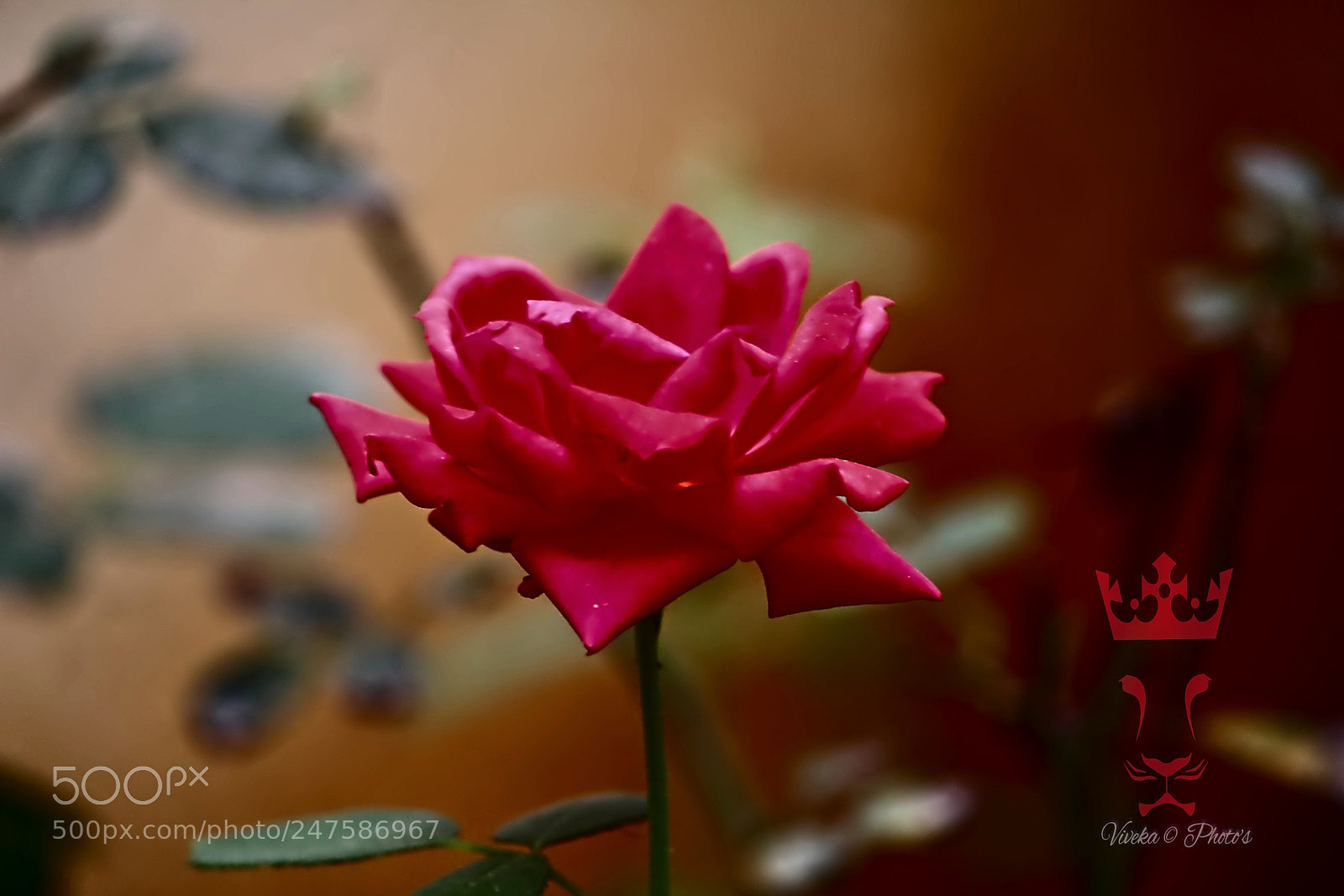Canon EOS 1300D (EOS Rebel T6 / EOS Kiss X80) sample photo. My garden roses photography