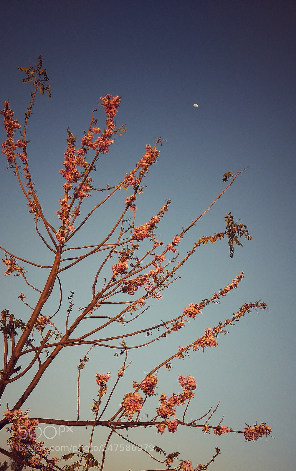 Motorola Moto G (5) Plus sample photo. Flowers with the moon photography