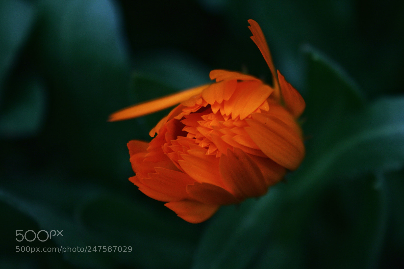 Canon EOS 350D (EOS Digital Rebel XT / EOS Kiss Digital N) sample photo. My flower photography