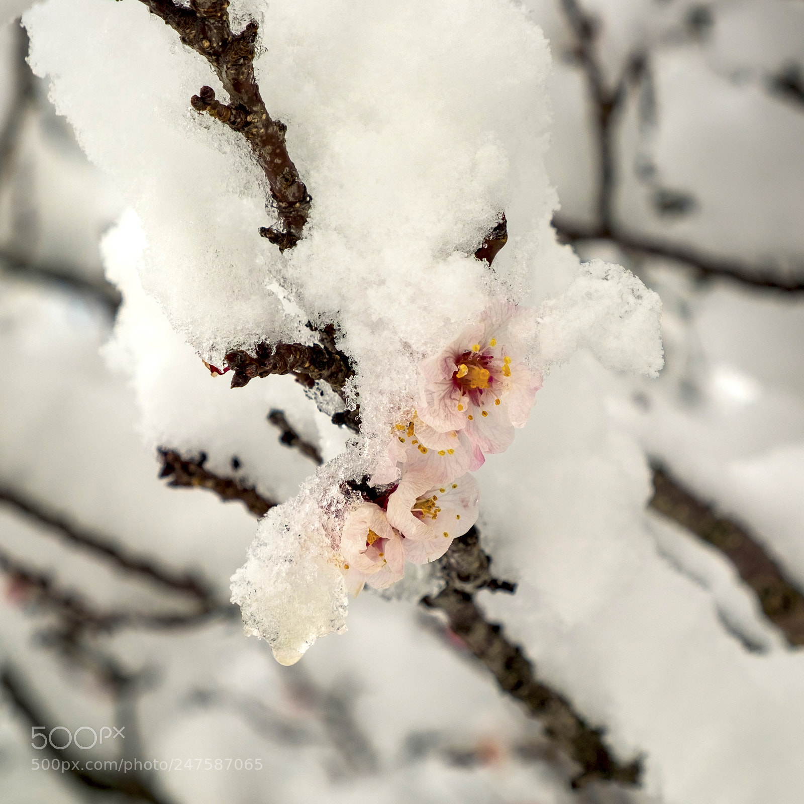 Fujifilm X-T1 sample photo. Fleurs d'abricotier photography