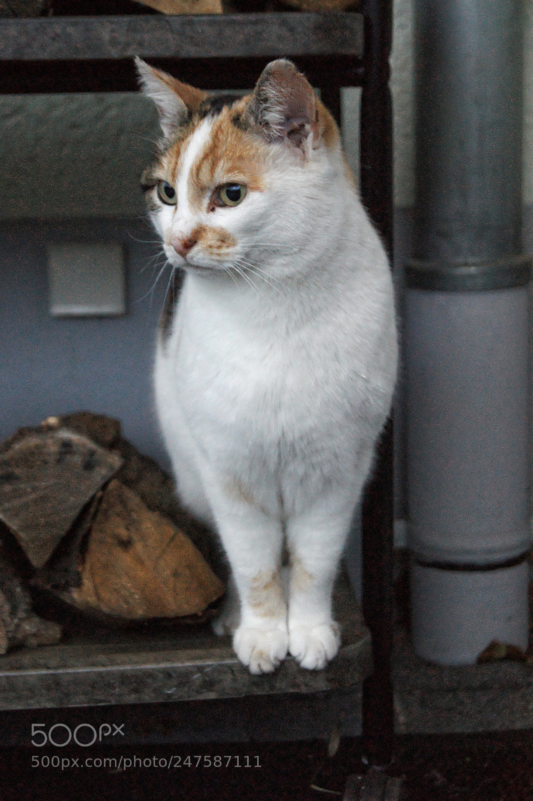 Sony Alpha DSLR-A290 sample photo. Queen of the cats photography