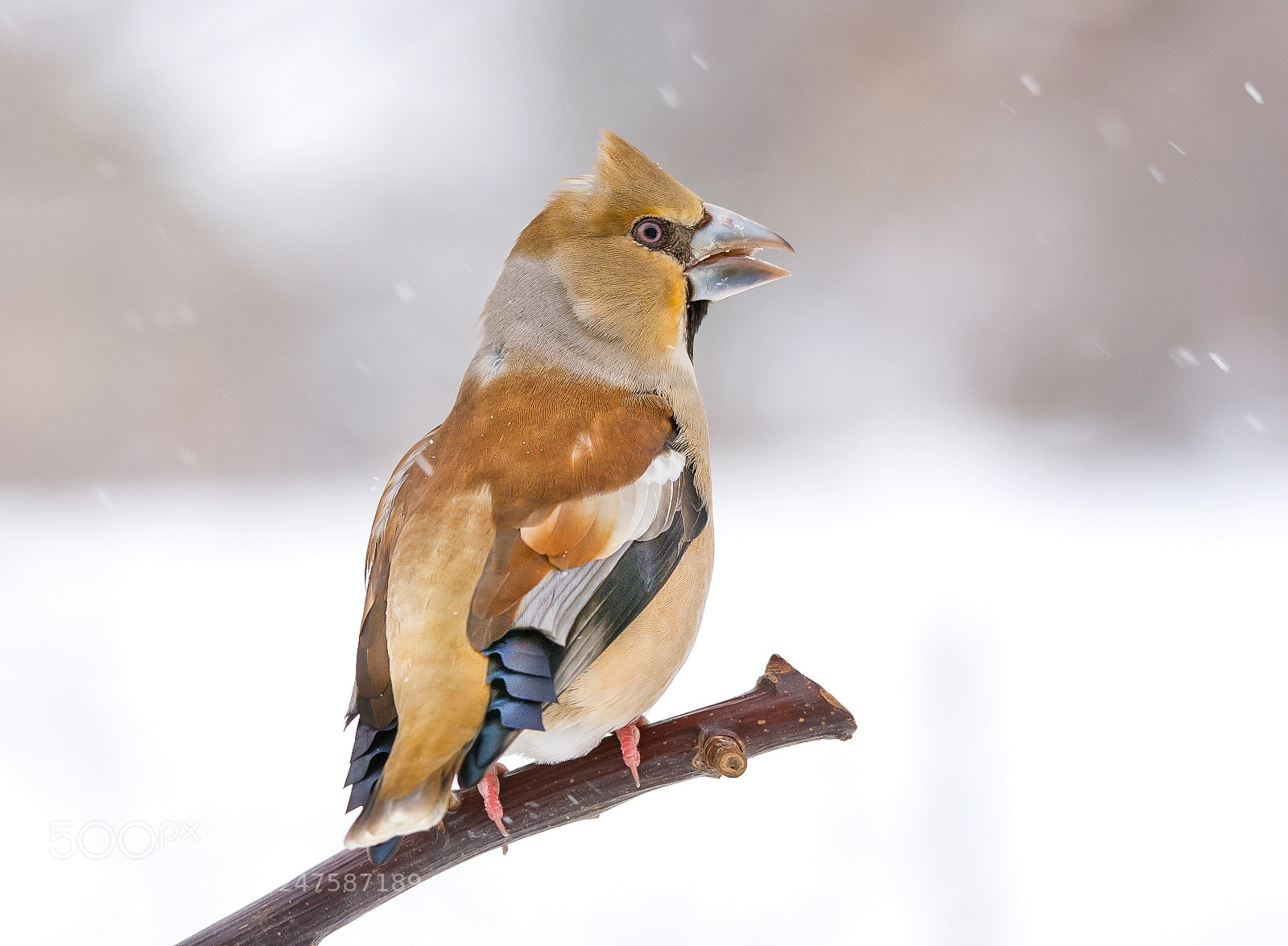 Nikon D7200 sample photo. Punk hawfinch.. photography