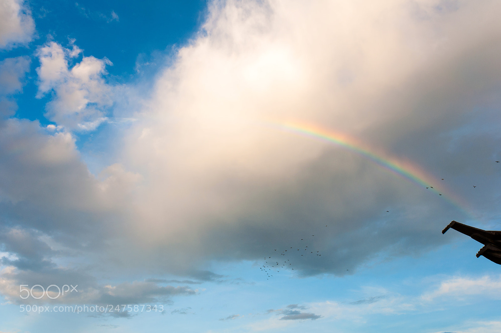 Nikon D90 sample photo. Rainbow and a flock photography