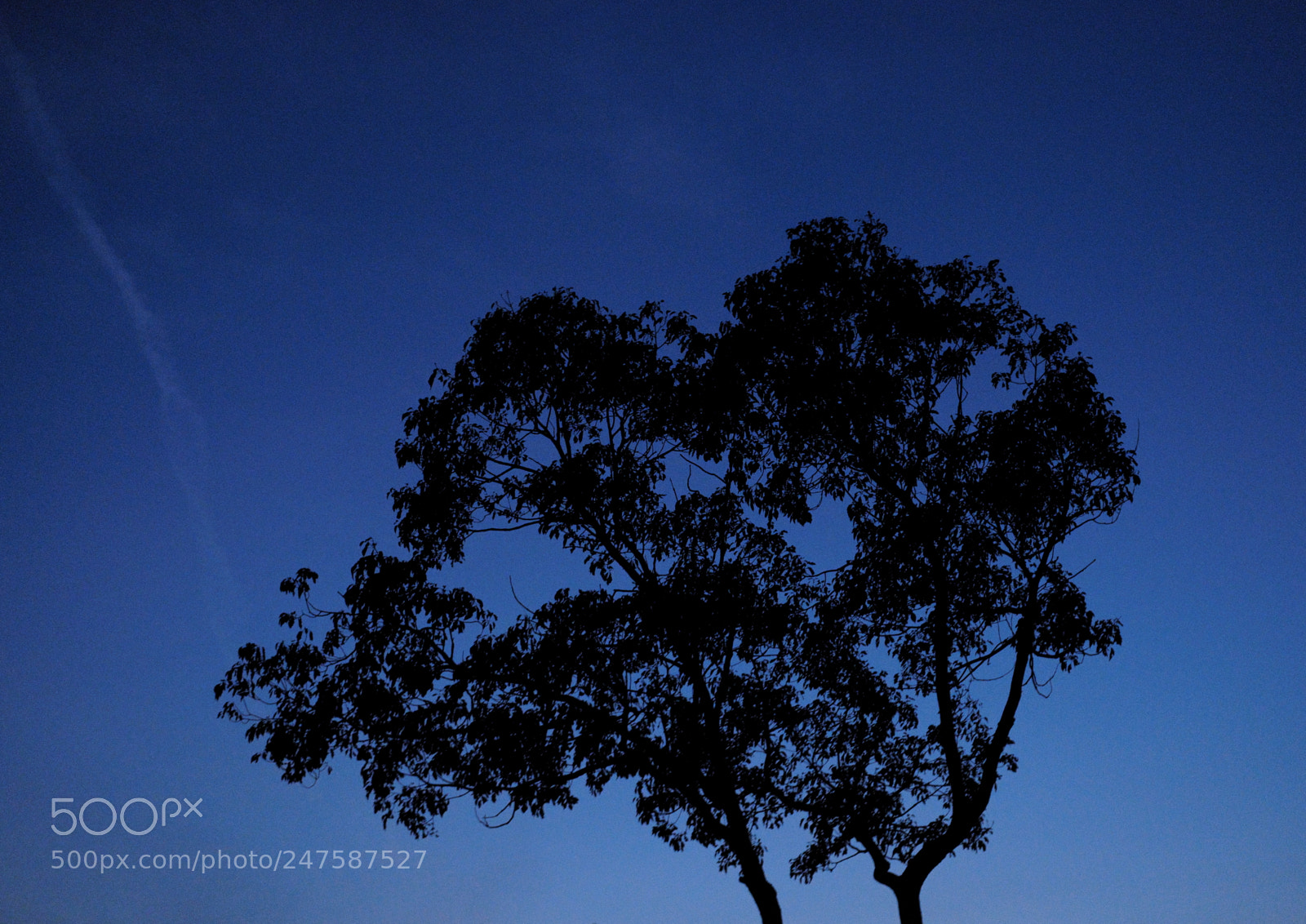 Fujifilm X-Pro2 sample photo. Sky and trees 2 photography