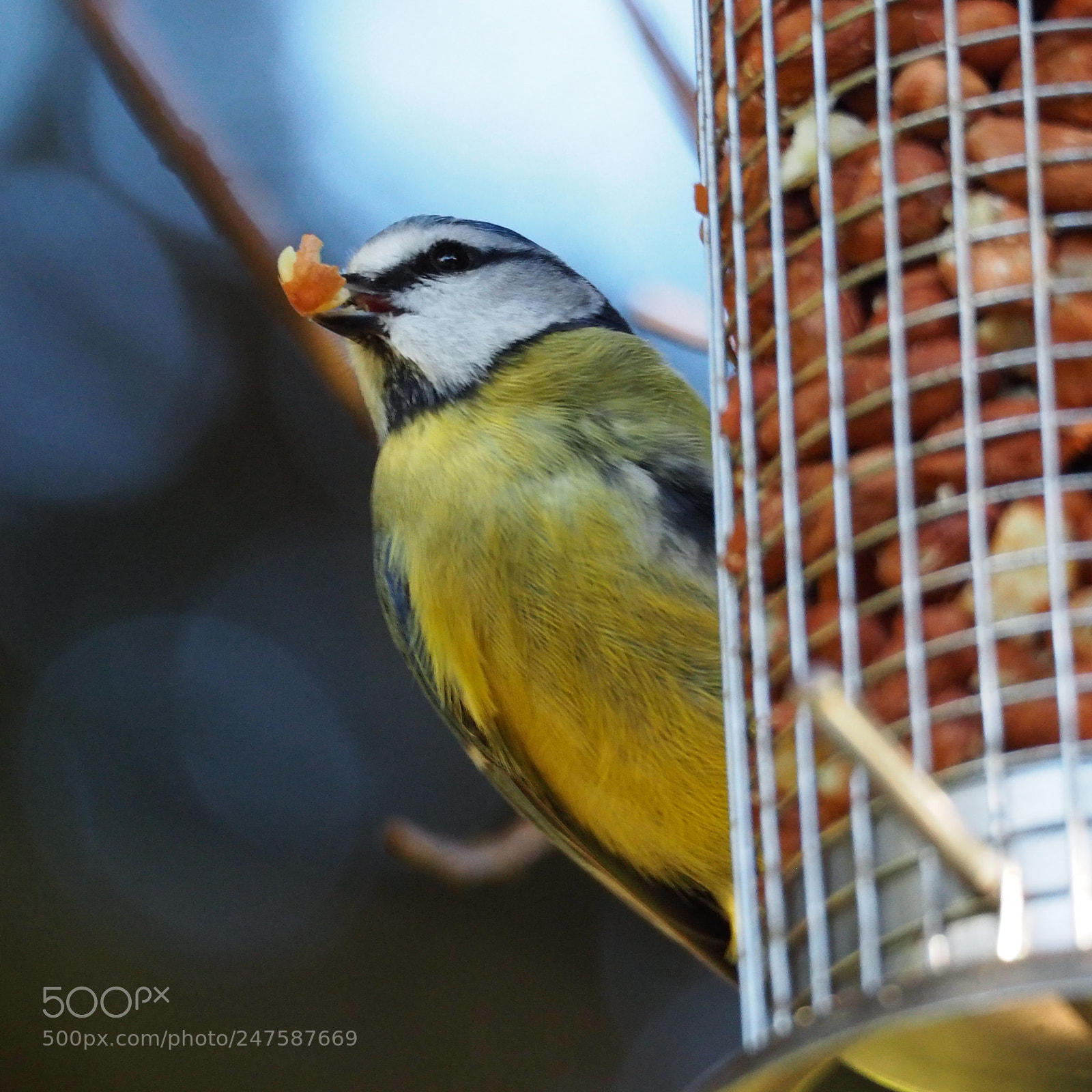 Olympus OM-D E-M5 II sample photo. The blue tit's takeaway :) photography