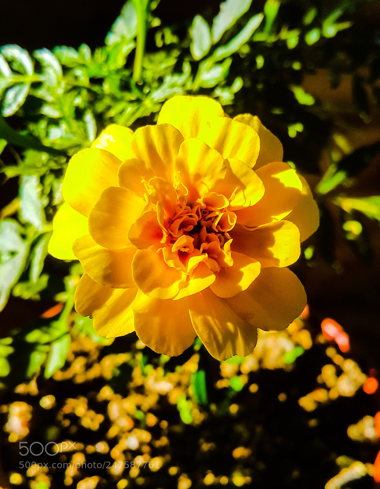 Samsung Galaxy Note4 sample photo. Yellow autum photography