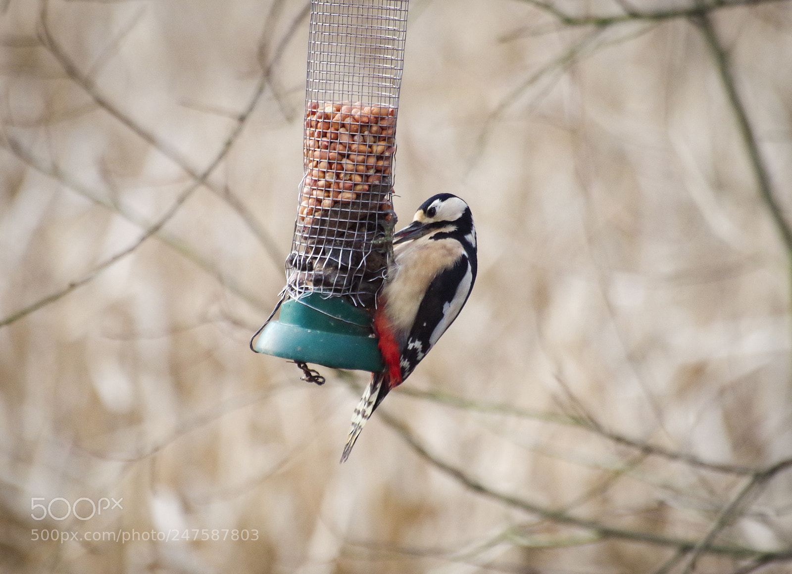 Pentax K-30 sample photo. Lonely lunch photography