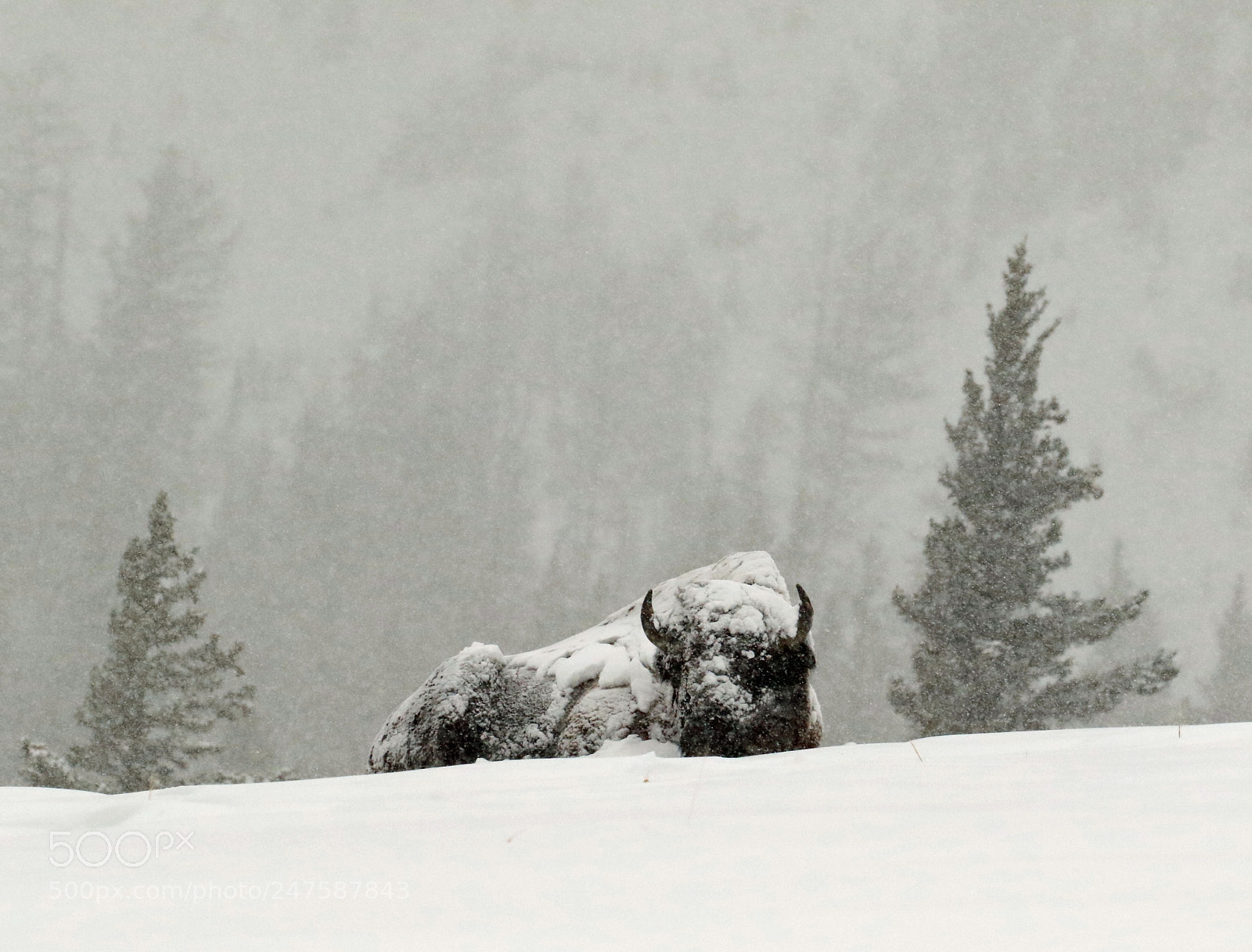 Canon EOS 7D Mark II sample photo. Snowy bison photography