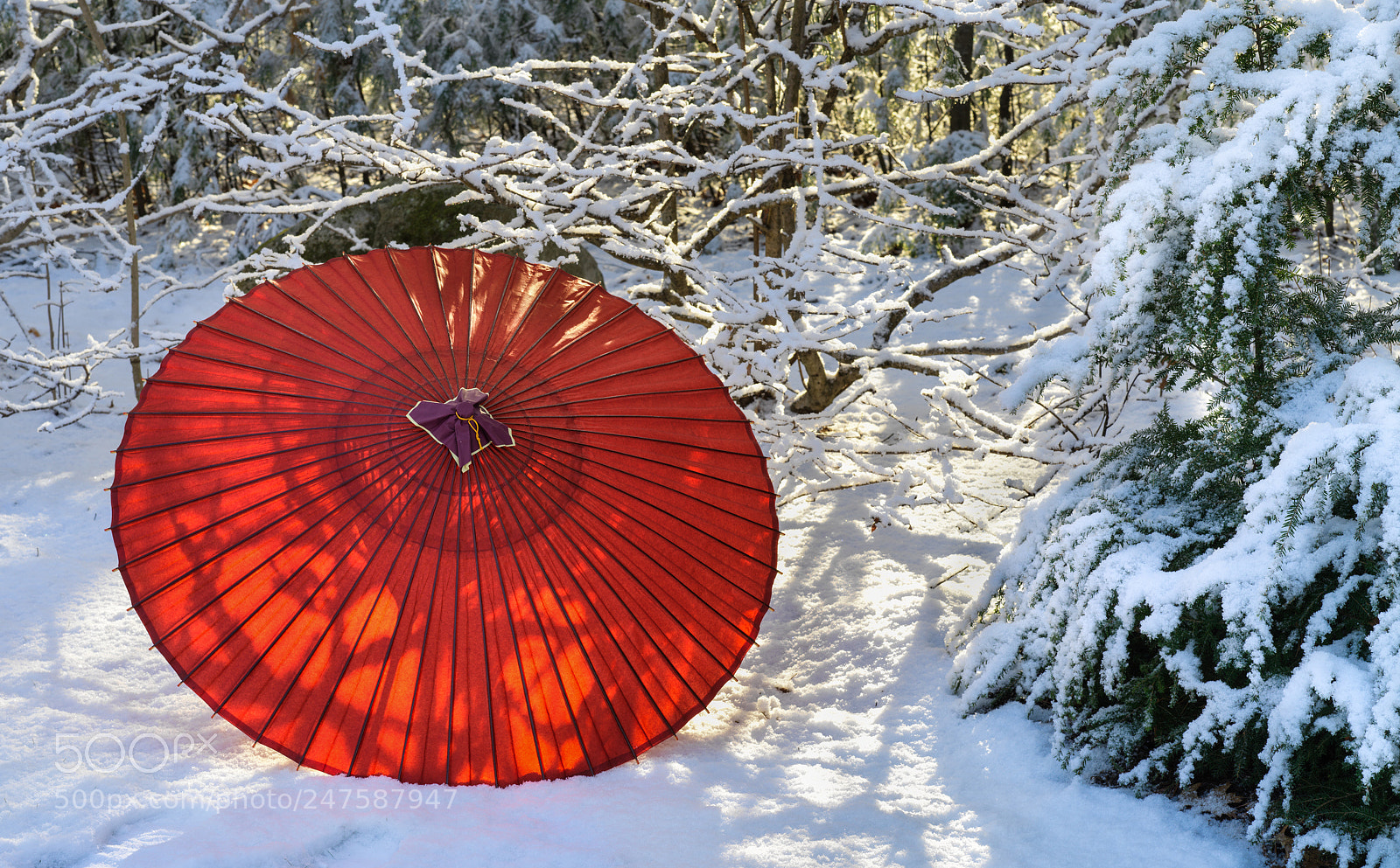 Hasselblad X1D-50c sample photo. Red umbrella in the photography