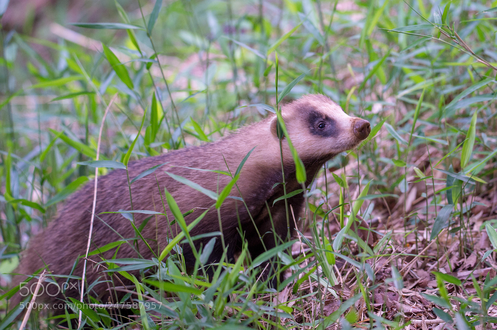 Nikon D4S sample photo. Japanese badger photography
