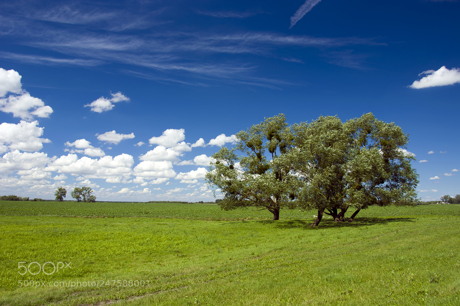 Nikon D5200 sample photo. Trees on a green photography