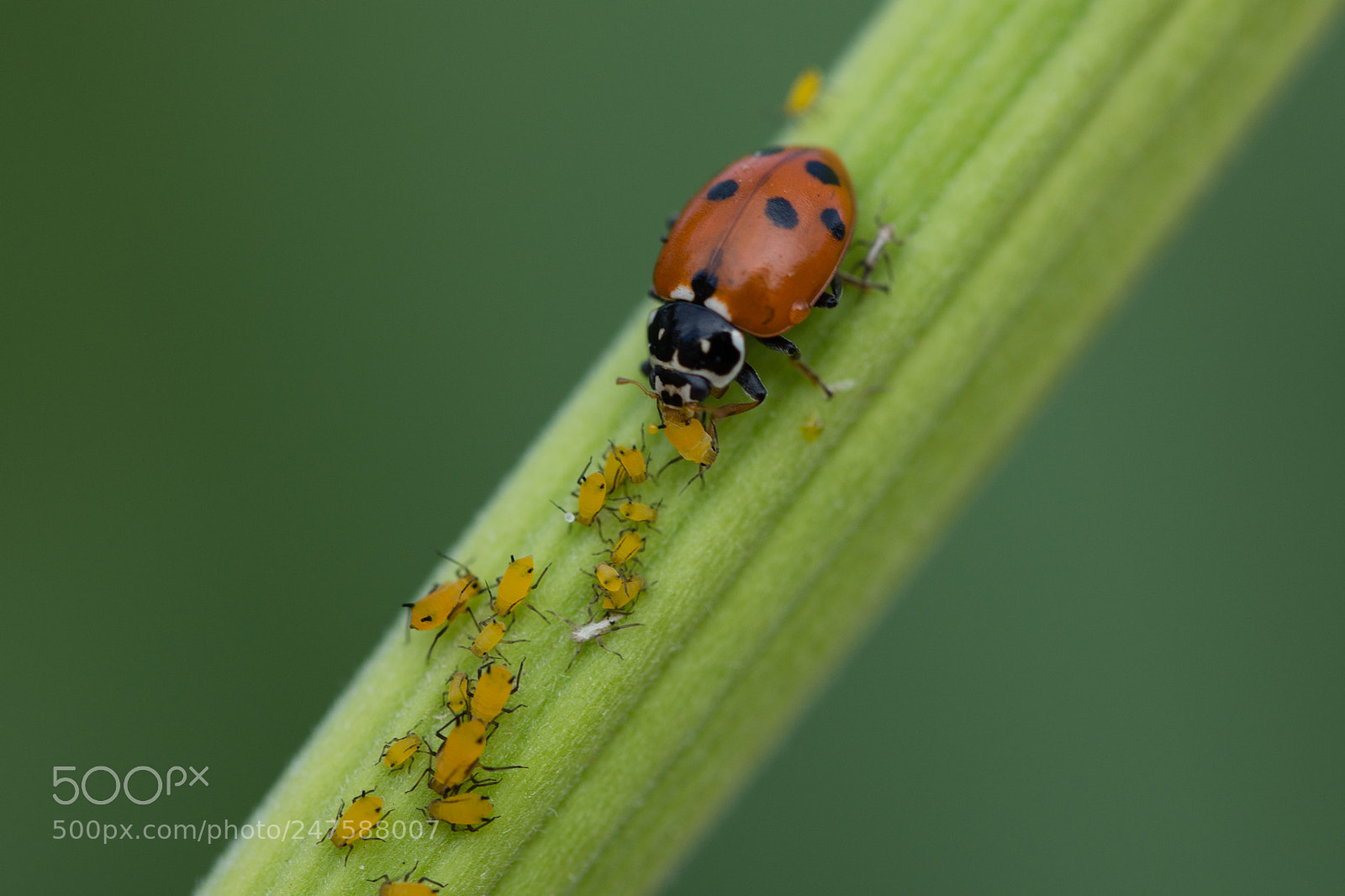 Nikon D7200 sample photo. Cocciniglia photography