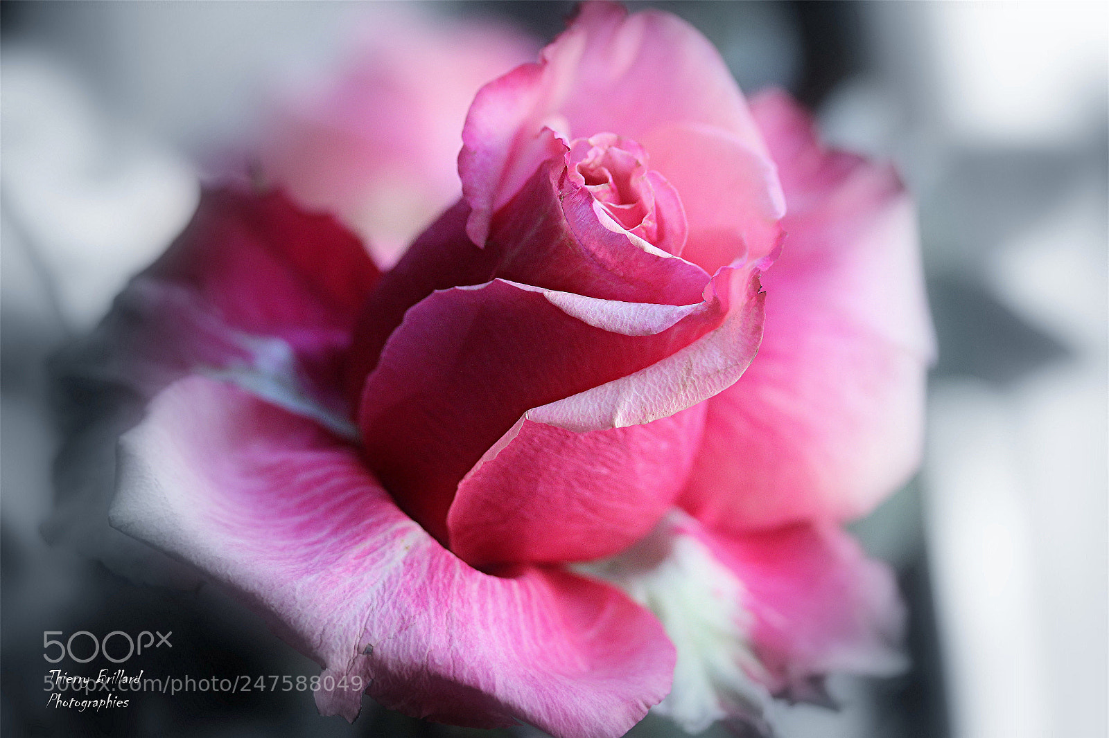 Canon EOS 600D (Rebel EOS T3i / EOS Kiss X5) sample photo. Douceur rose photography