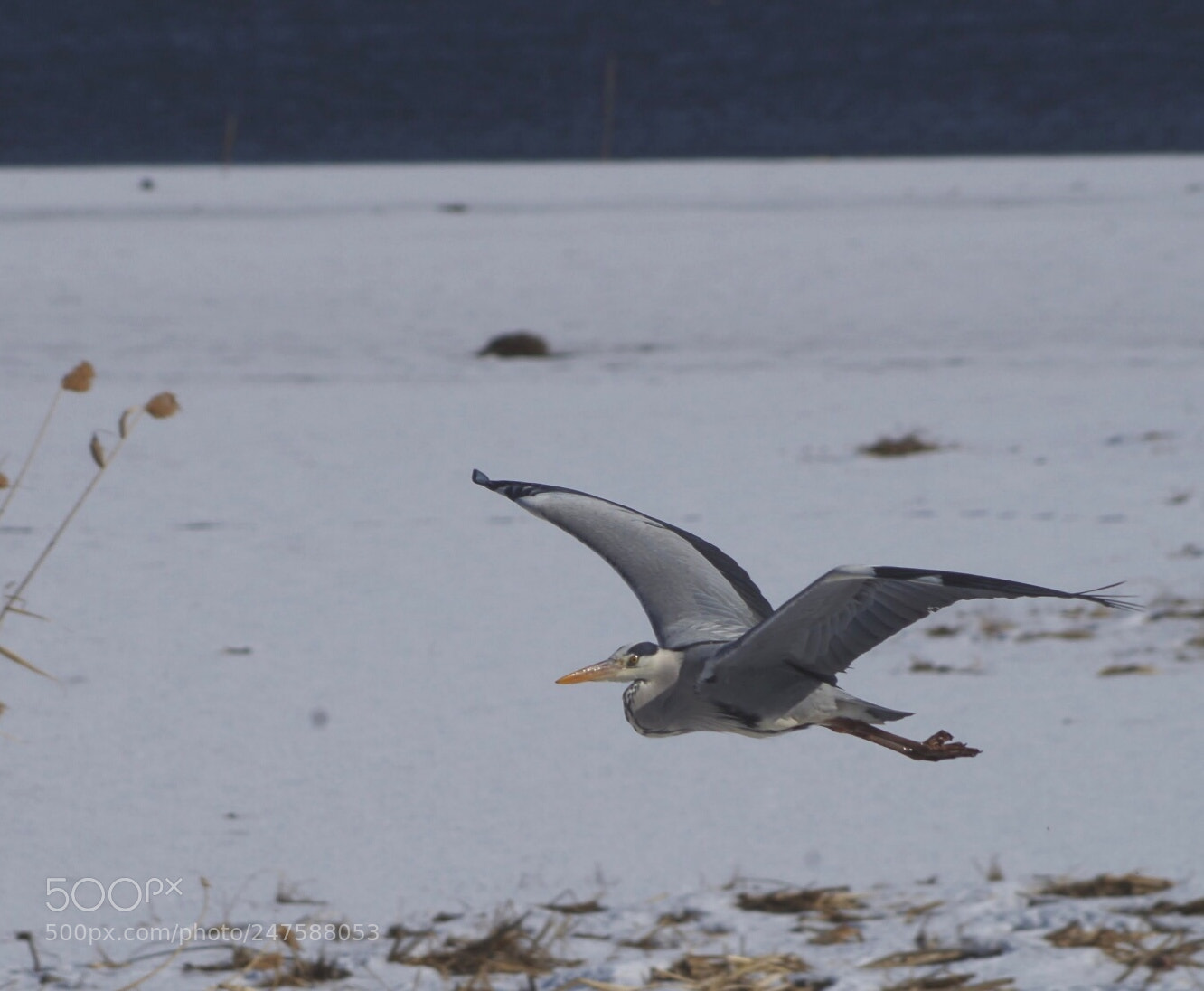 Pentax K-30 sample photo. 靑鷺 photography