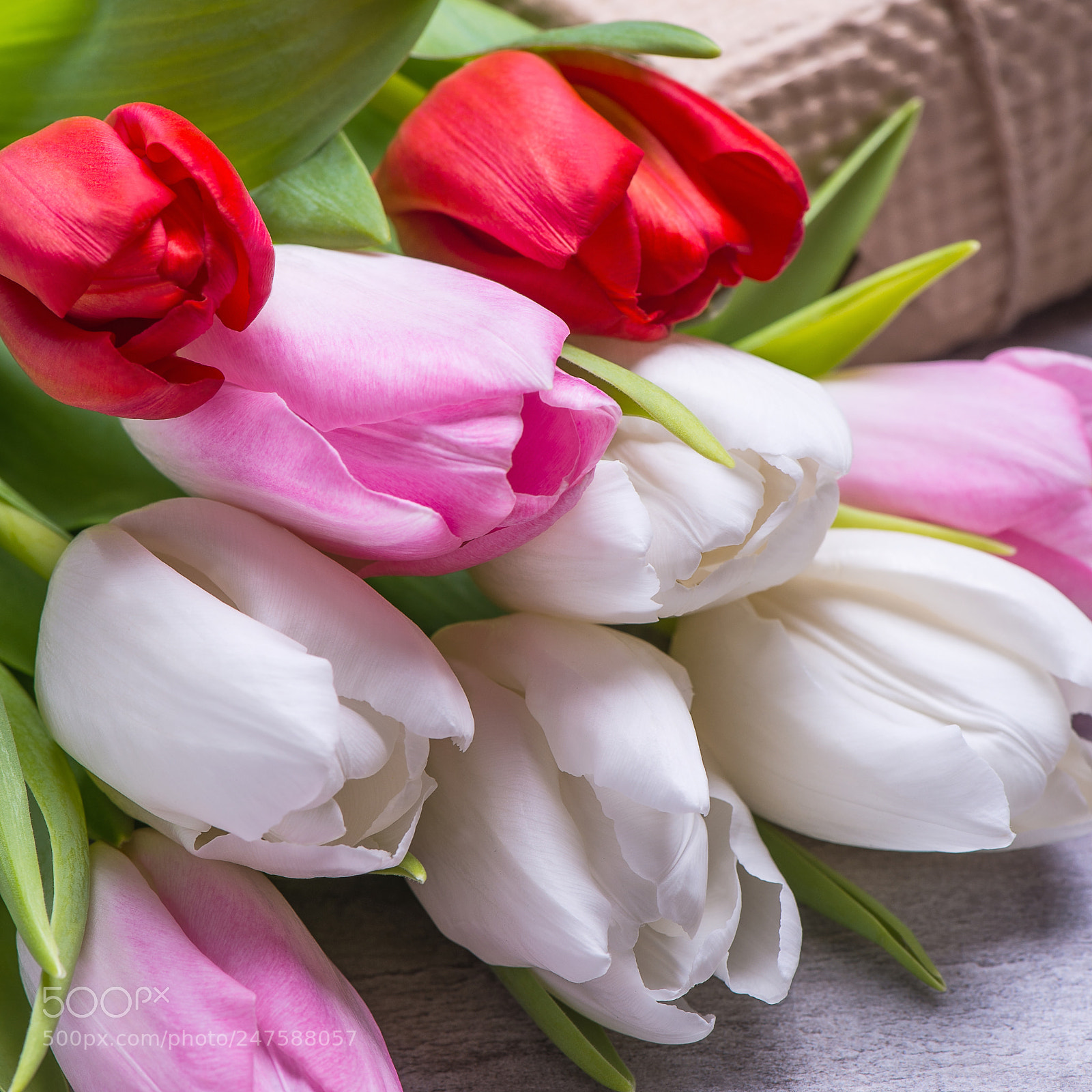 Nikon D610 sample photo. Spring tulip flowers pink photography