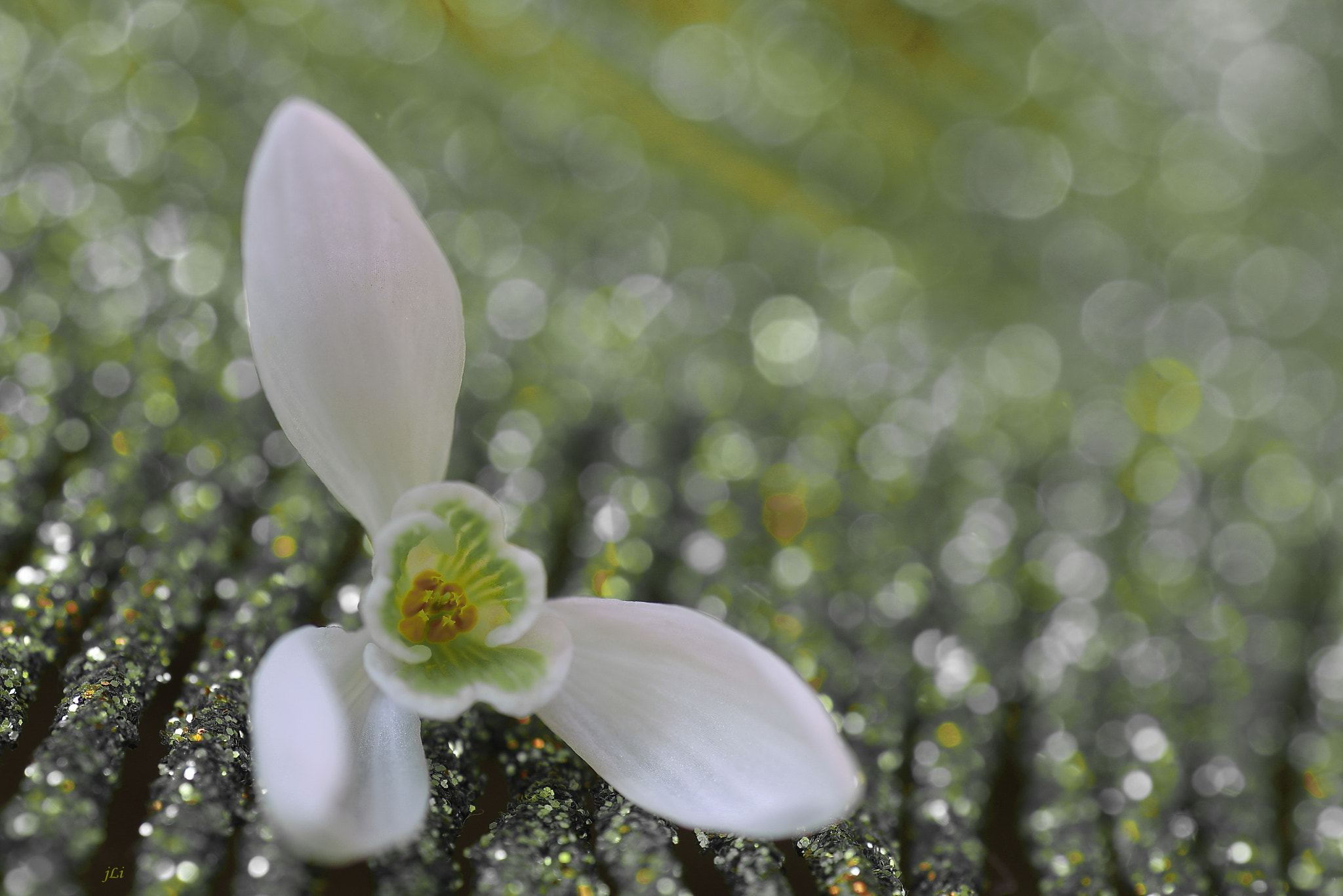 Pentax K-3 + Tamron SP AF 90mm F2.8 Di Macro sample photo. The poetry of nature : lxxiv ;) photography