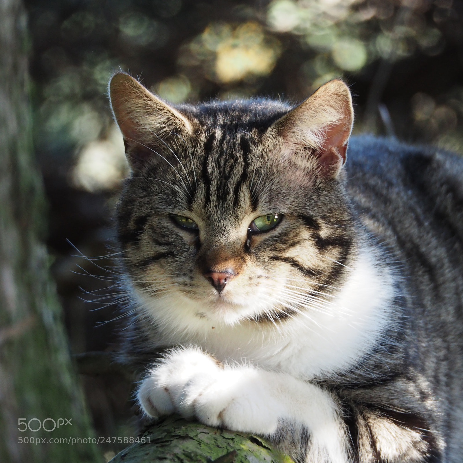 Olympus OM-D E-M5 II sample photo. The preying cat :p photography