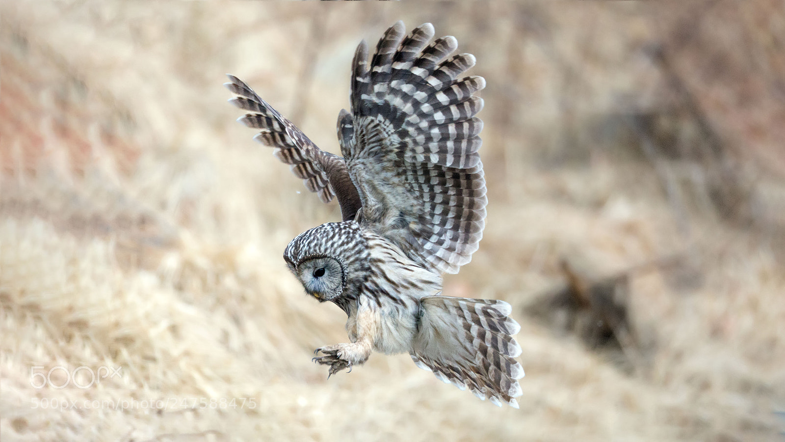Canon EOS-1D X sample photo. Ural owl photography