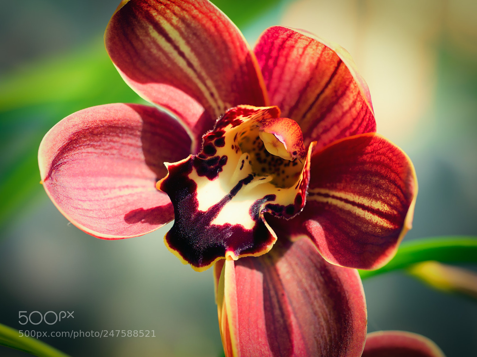 Olympus PEN E-P5 sample photo. Orchids 2 (color) photography