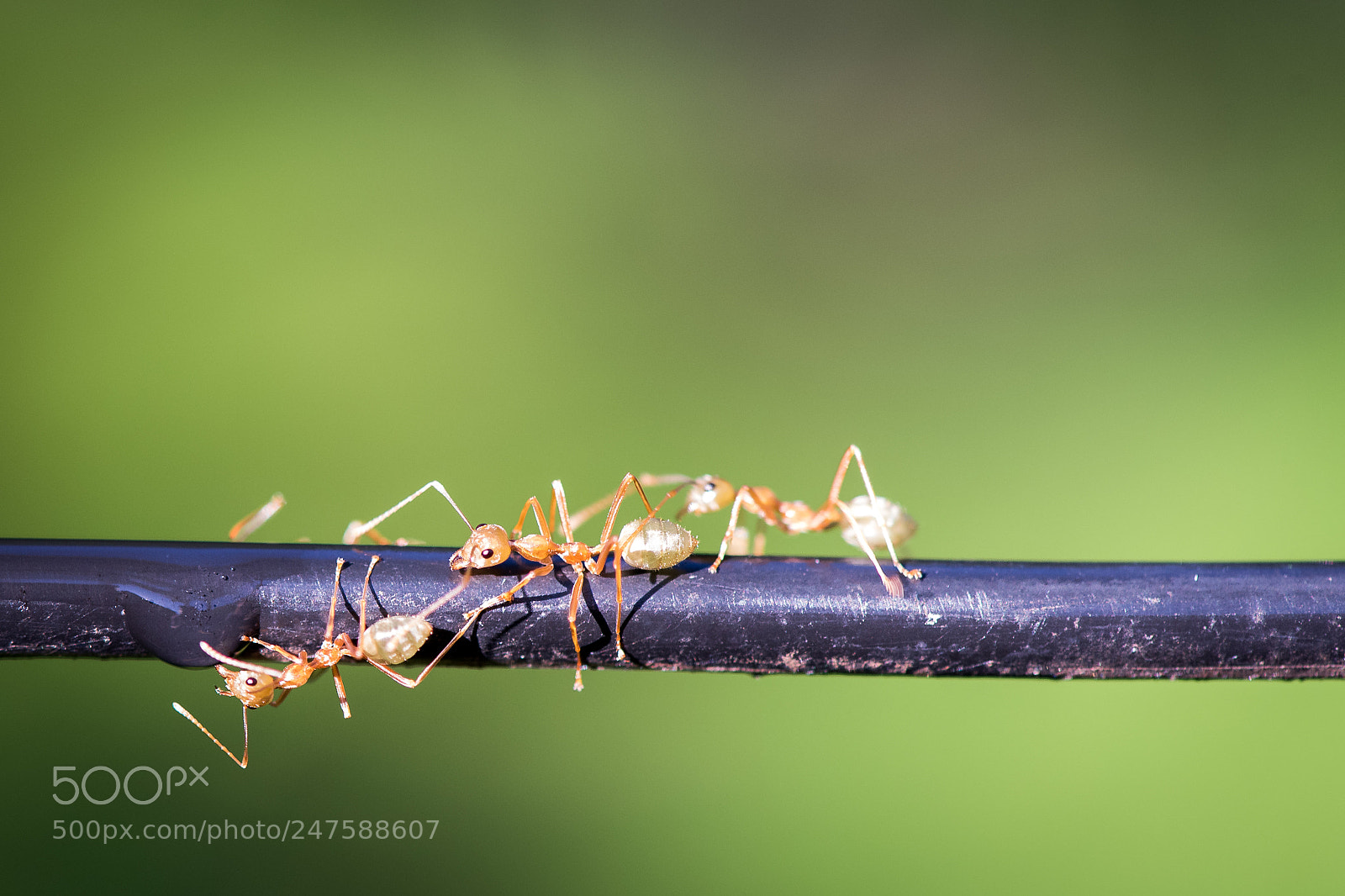 Nikon D810 sample photo. Green tree ants oecophylla photography