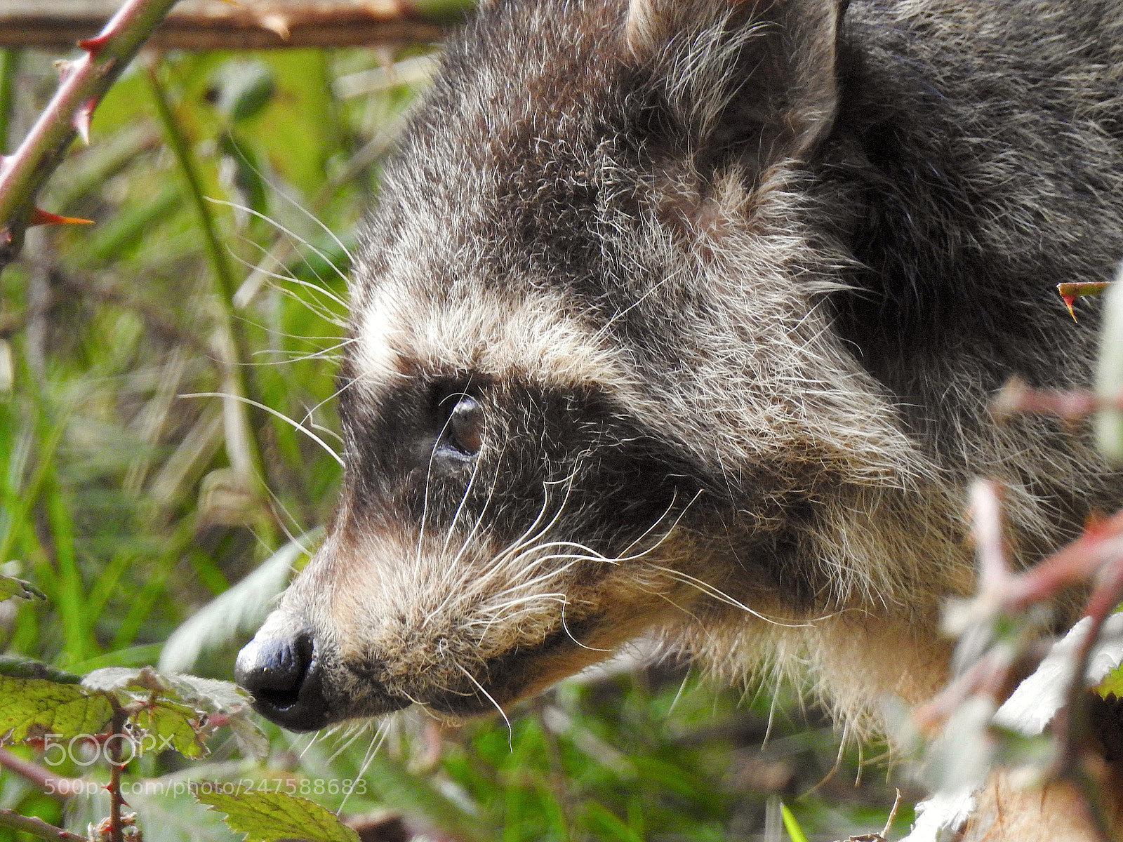Nikon Coolpix P900 sample photo. Racoon photography