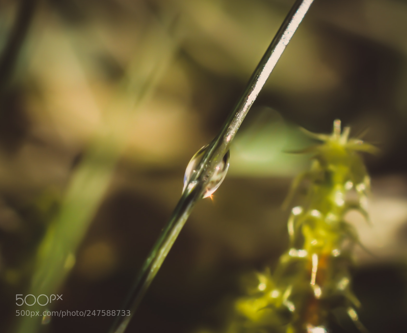 Nikon D90 sample photo. Dew photography
