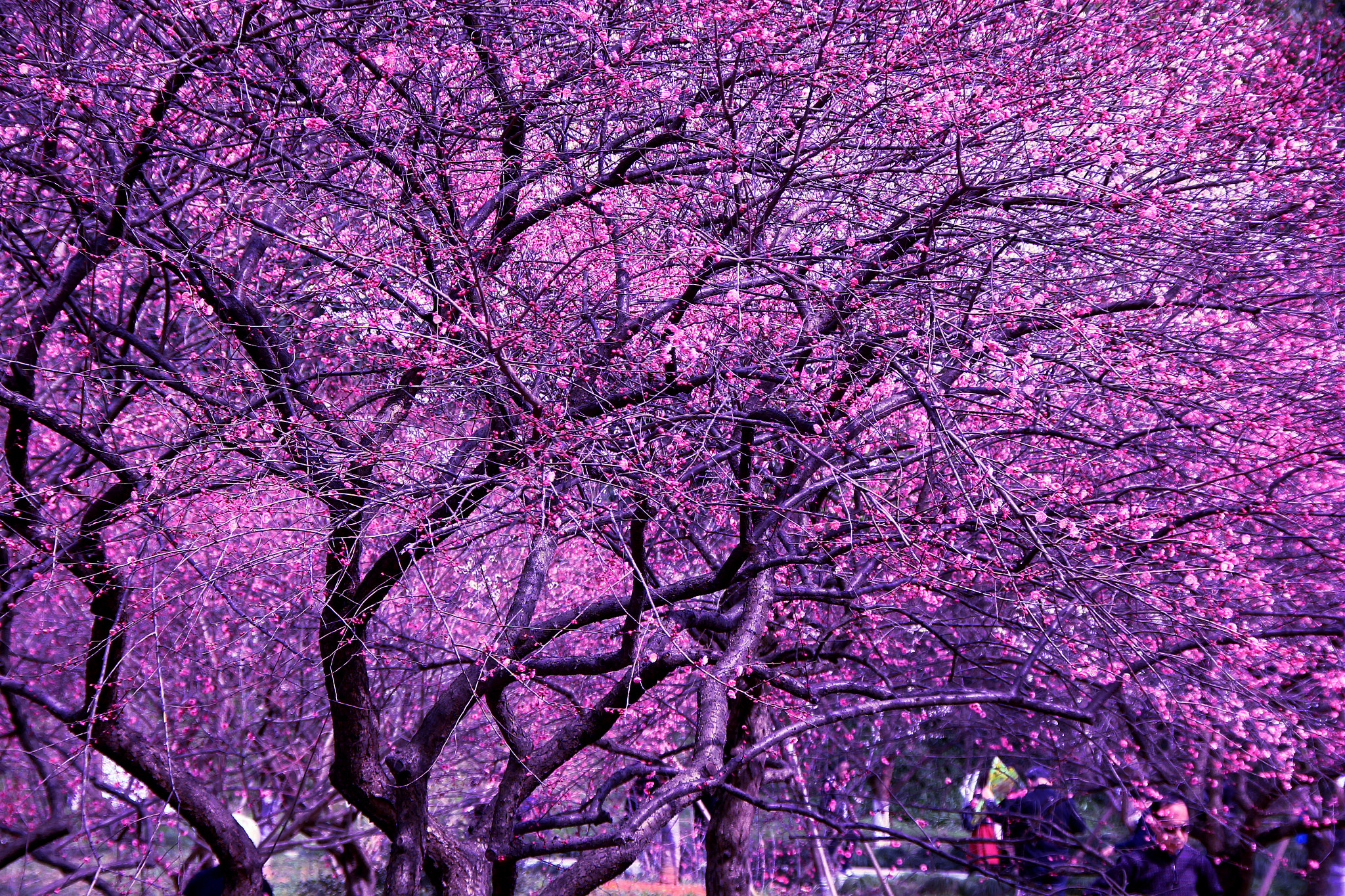 Canon EOS 60D sample photo. 红梅灿烂 photography